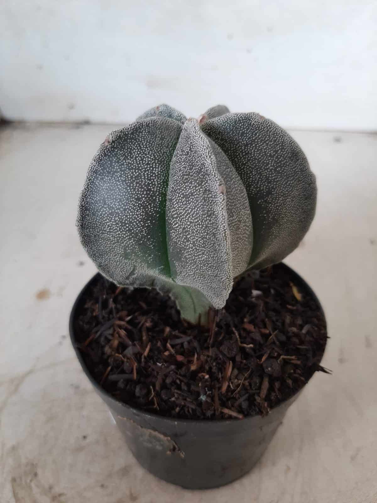 ASTROPHYTUM MYRIOSTIGMA  Nº 403 – vaso 09