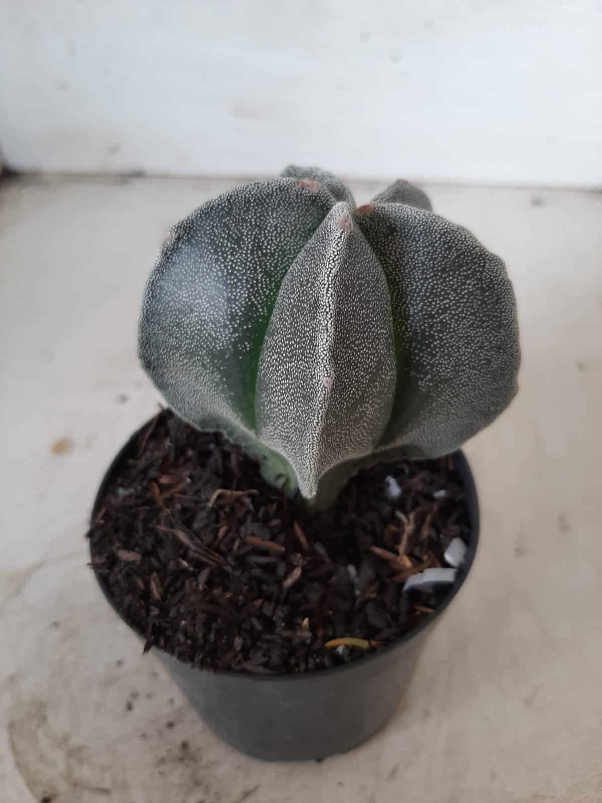 ASTROPHYTUM MYRIOSTIGMA  Nº 403 – vaso 09