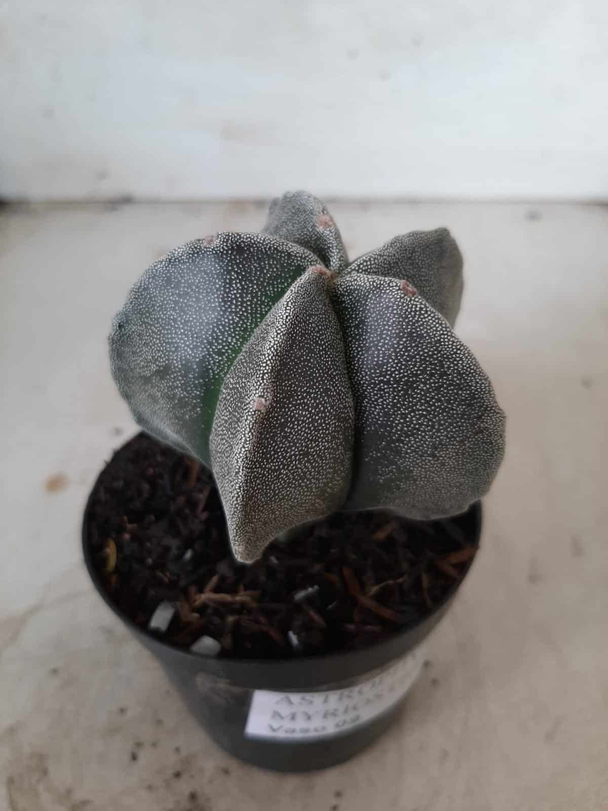 ASTROPHYTUM MYRIOSTIGMA  Nº 403 – vaso 09