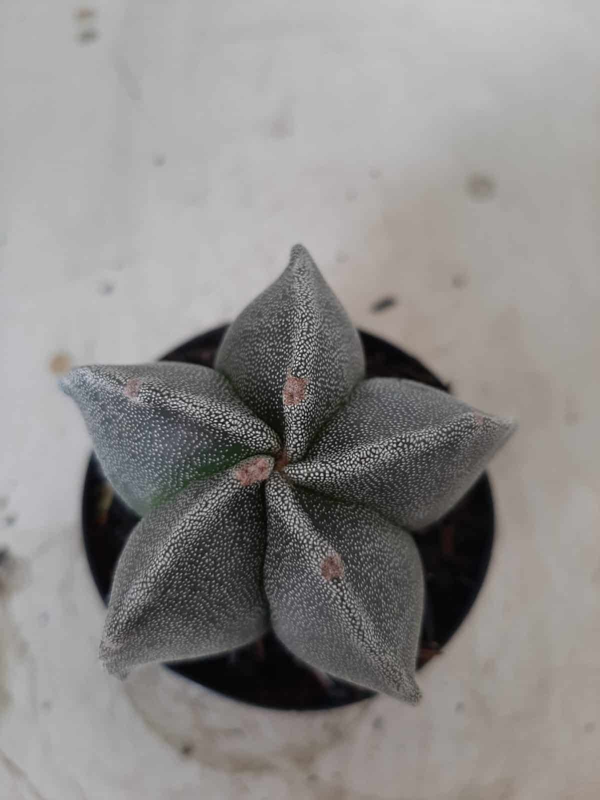 ASTROPHYTUM MYRIOSTIGMA  Nº 403 – vaso 09
