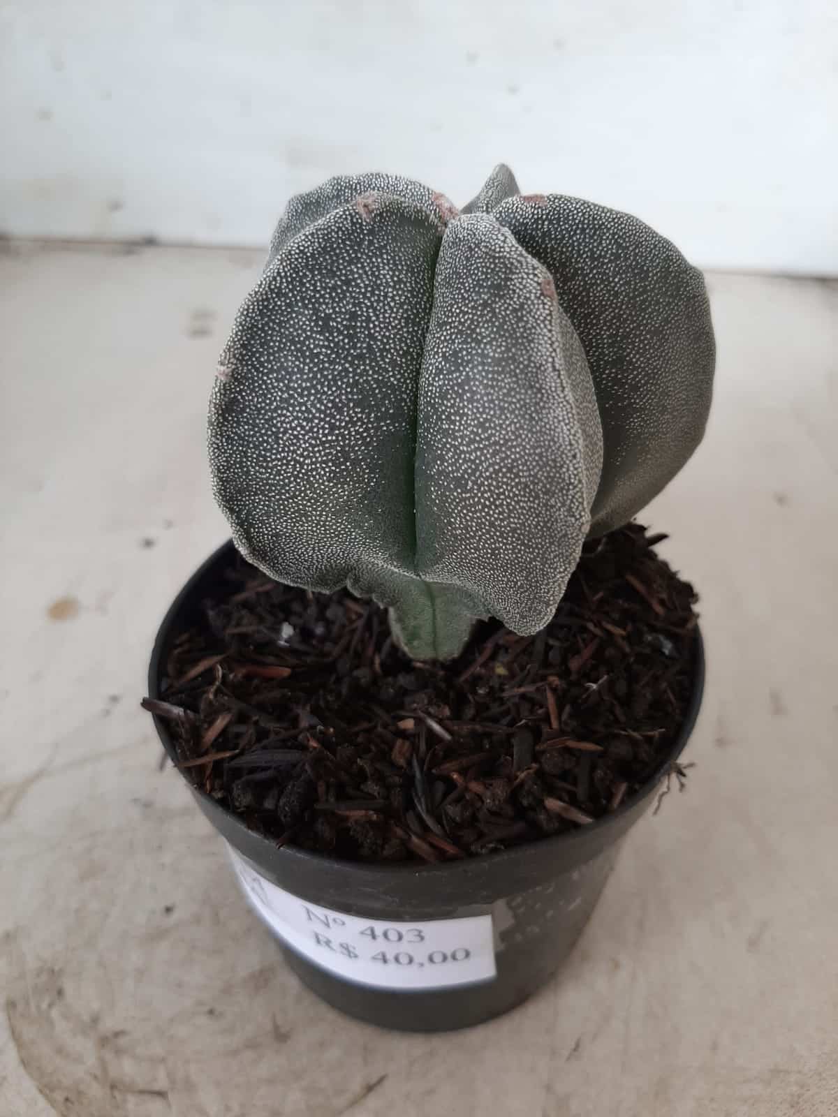 ASTROPHYTUM MYRIOSTIGMA  Nº 403 – vaso 09