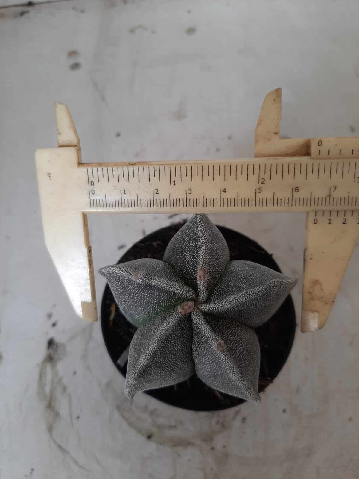 ASTROPHYTUM MYRIOSTIGMA  Nº 403 – vaso 09