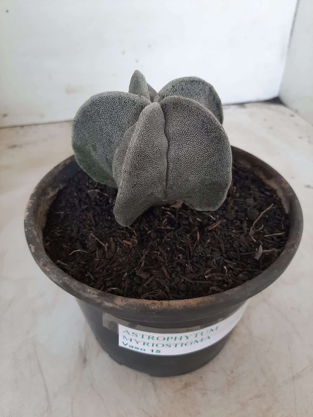 ASTROPHYTUM MYRIOSTIGMA  Nº 487 – vaso 15