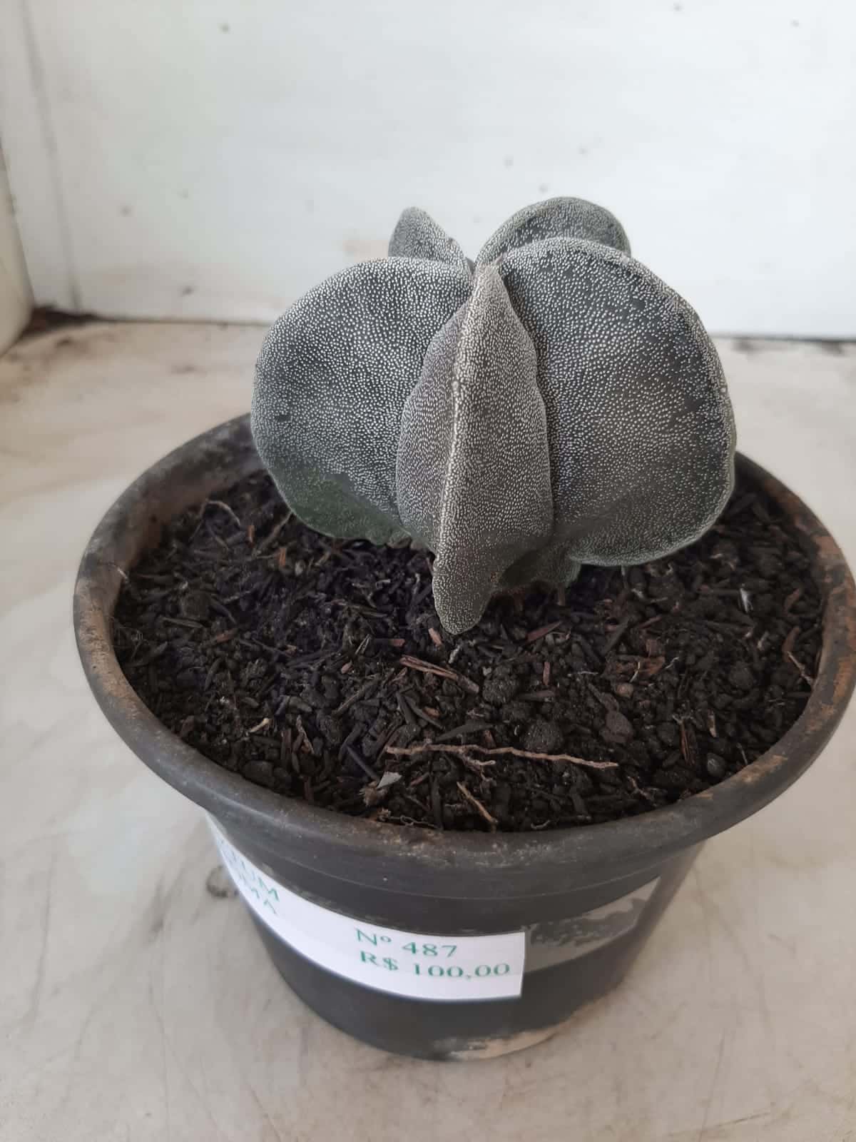 ASTROPHYTUM MYRIOSTIGMA  Nº 487 – vaso 15