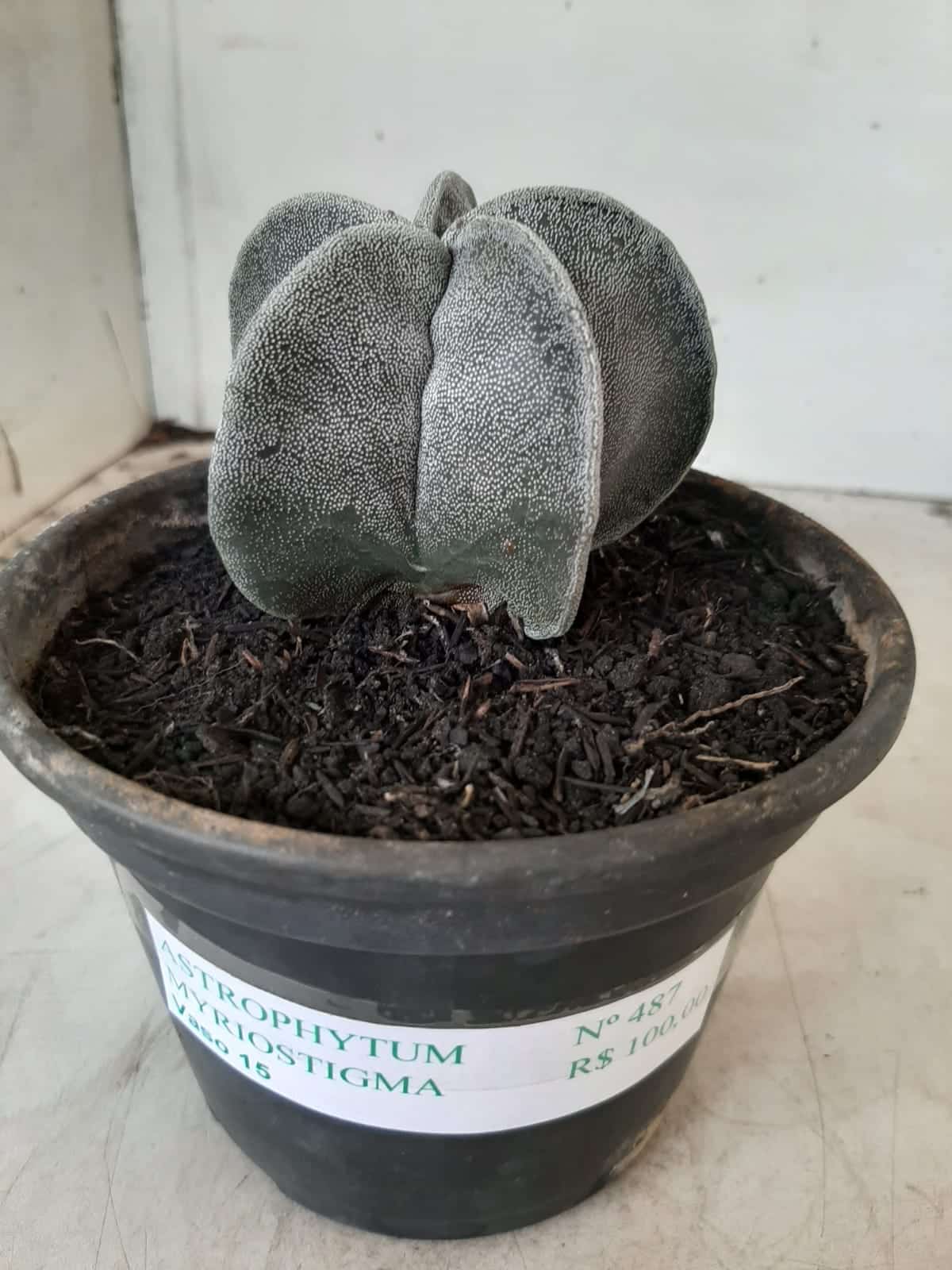 ASTROPHYTUM MYRIOSTIGMA  Nº 487 – vaso 15