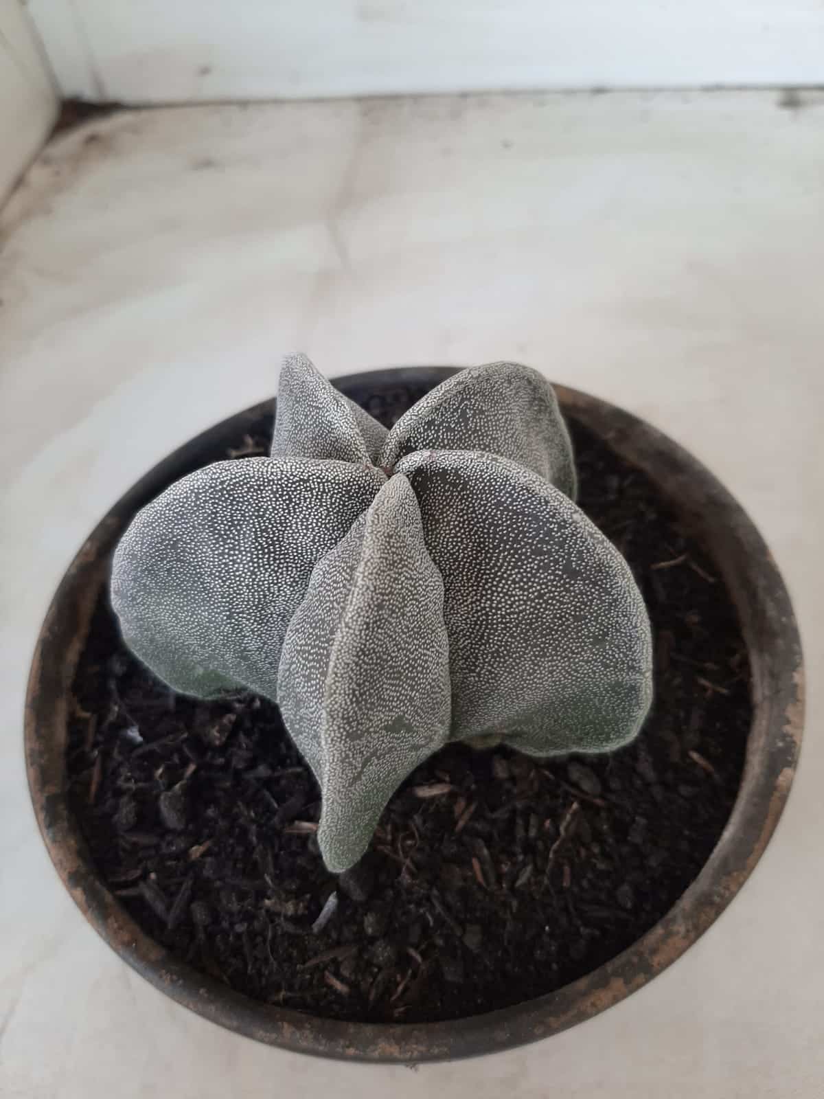 ASTROPHYTUM MYRIOSTIGMA  Nº 487 – vaso 15