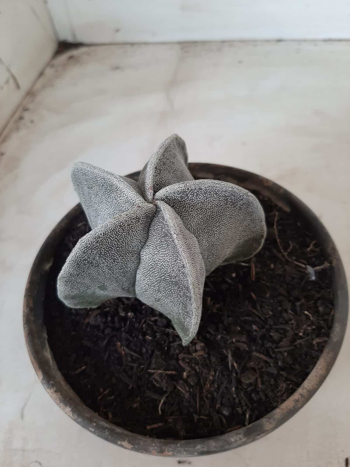 ASTROPHYTUM MYRIOSTIGMA  Nº 487 – vaso 15