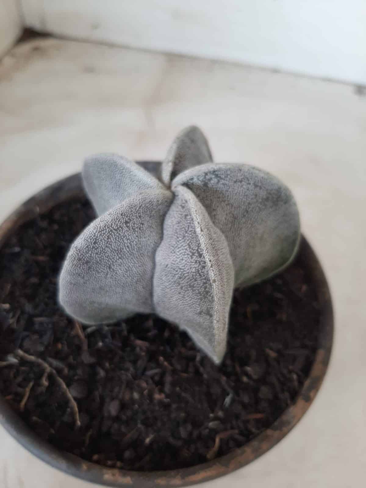 ASTROPHYTUM MYRIOSTIGMA  Nº 487 – vaso 15