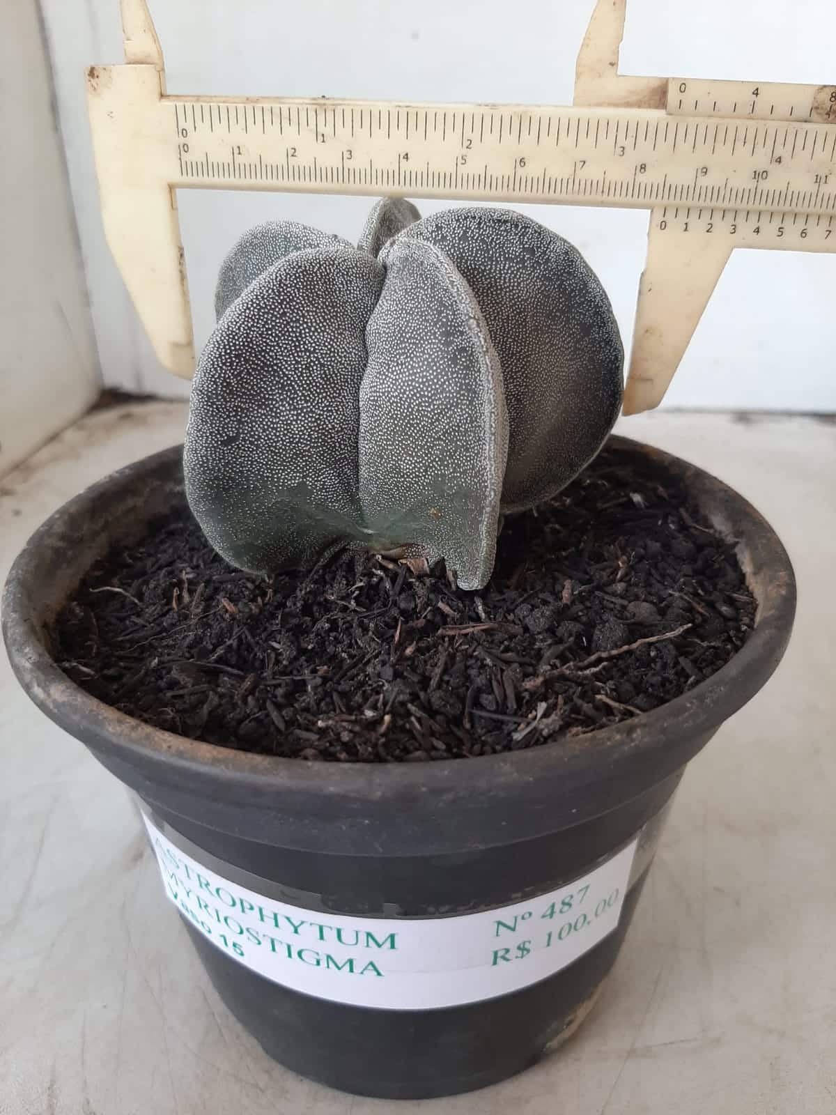 ASTROPHYTUM MYRIOSTIGMA  Nº 487 – vaso 15