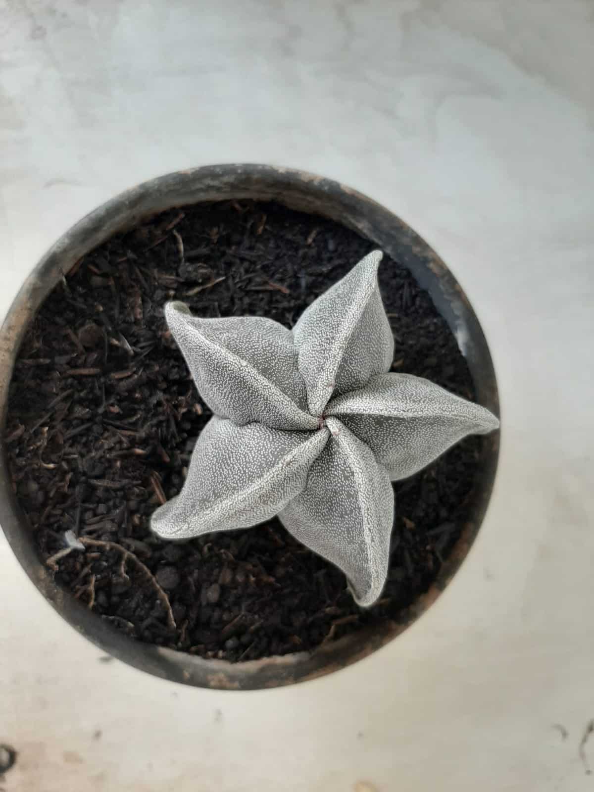 ASTROPHYTUM MYRIOSTIGMA  Nº 487 – vaso 15