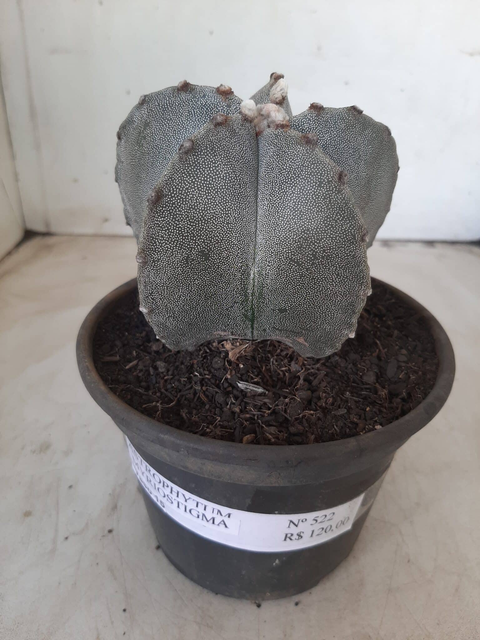 ASTROPHYTUM MYRIOSTIGMA  Nº 522 – vaso 15