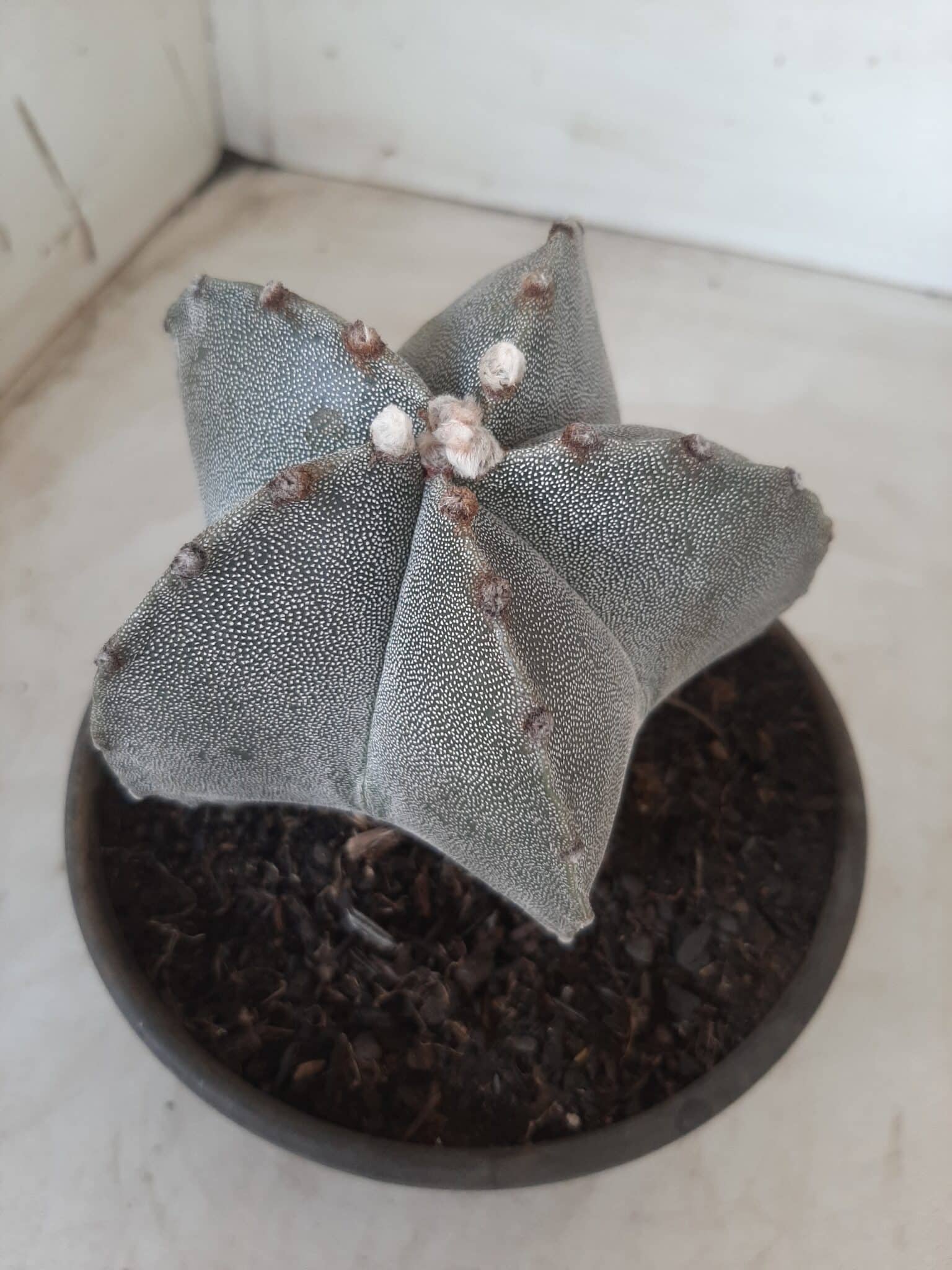 ASTROPHYTUM MYRIOSTIGMA  Nº 522 – vaso 15