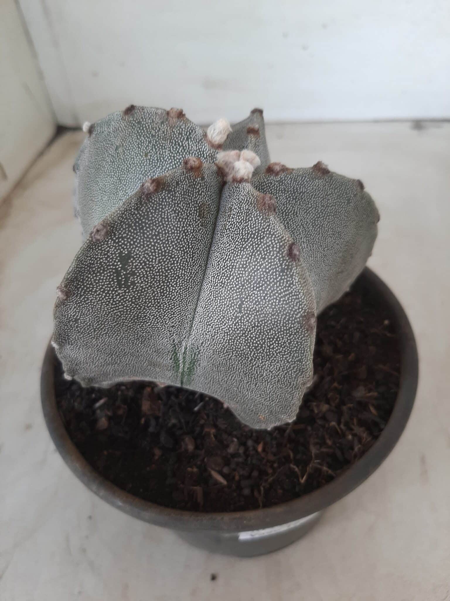ASTROPHYTUM MYRIOSTIGMA  Nº 522 – vaso 15