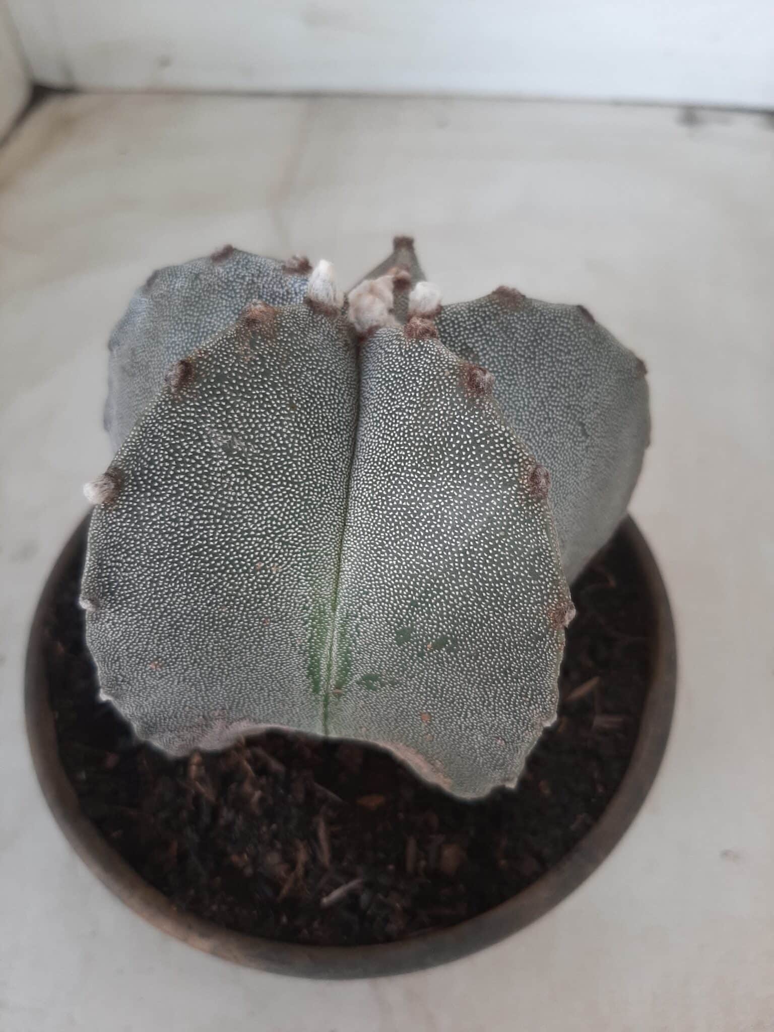 ASTROPHYTUM MYRIOSTIGMA  Nº 522 – vaso 15