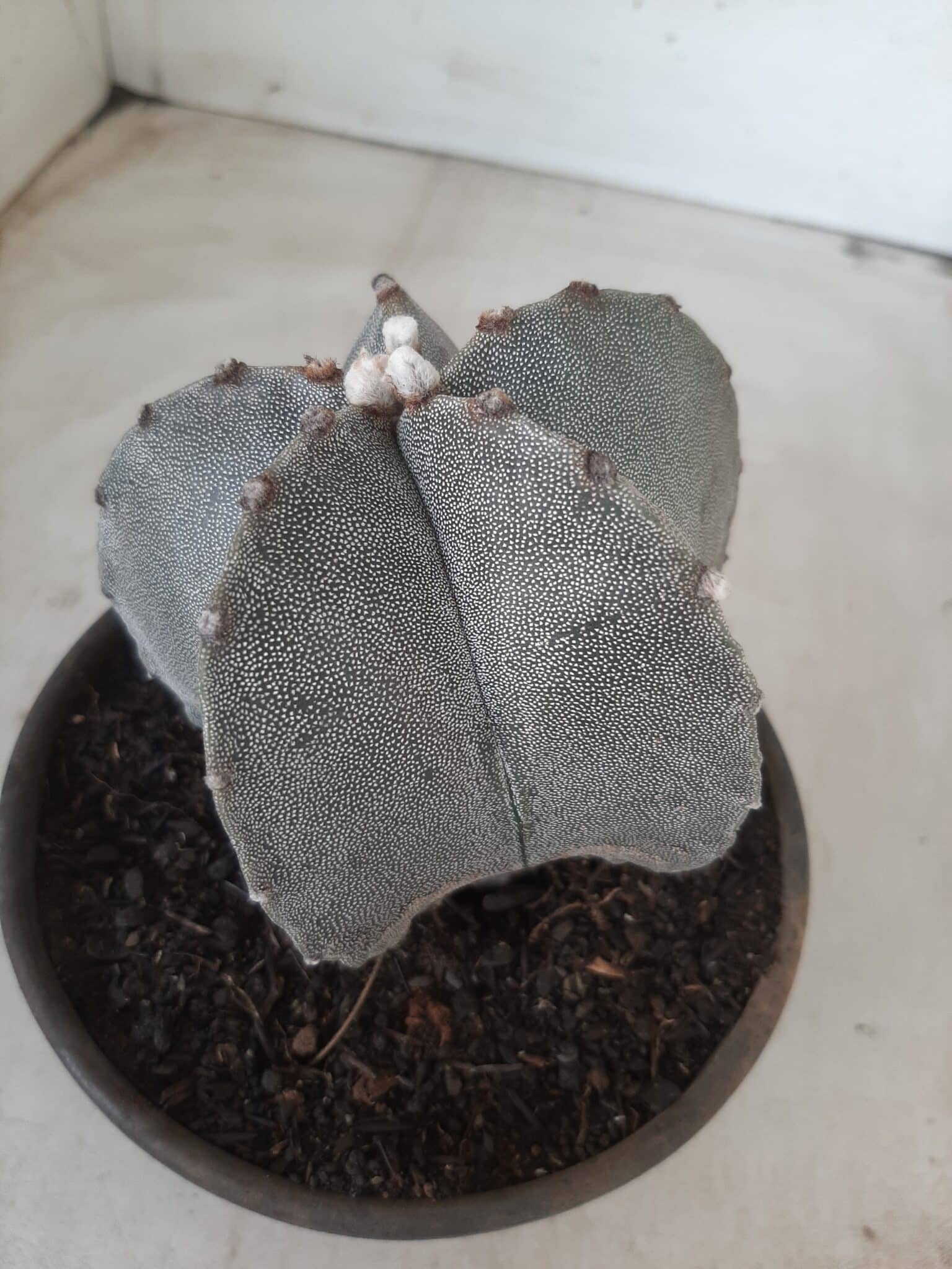 ASTROPHYTUM MYRIOSTIGMA  Nº 522 – vaso 15