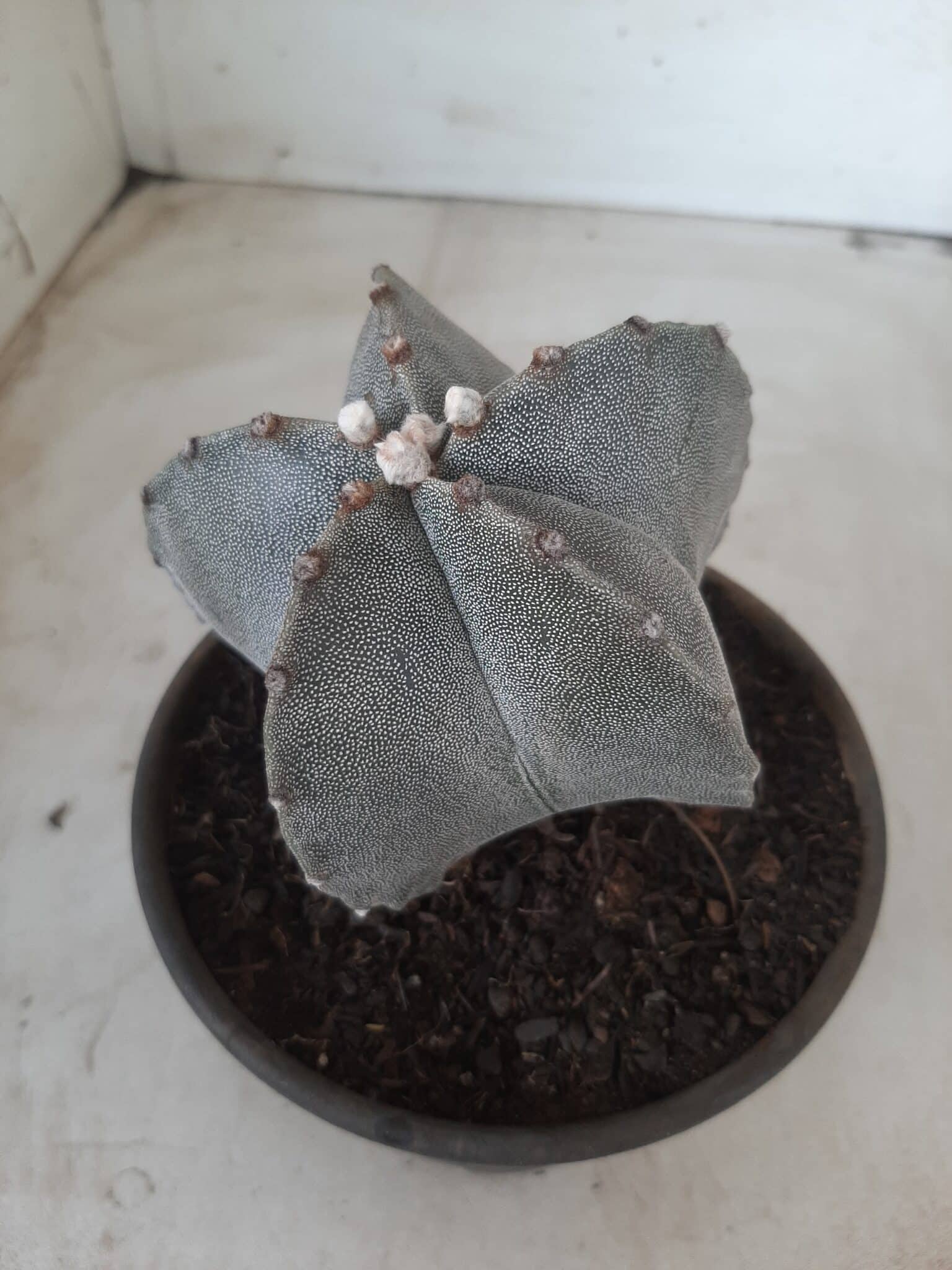 ASTROPHYTUM MYRIOSTIGMA  Nº 522 – vaso 15