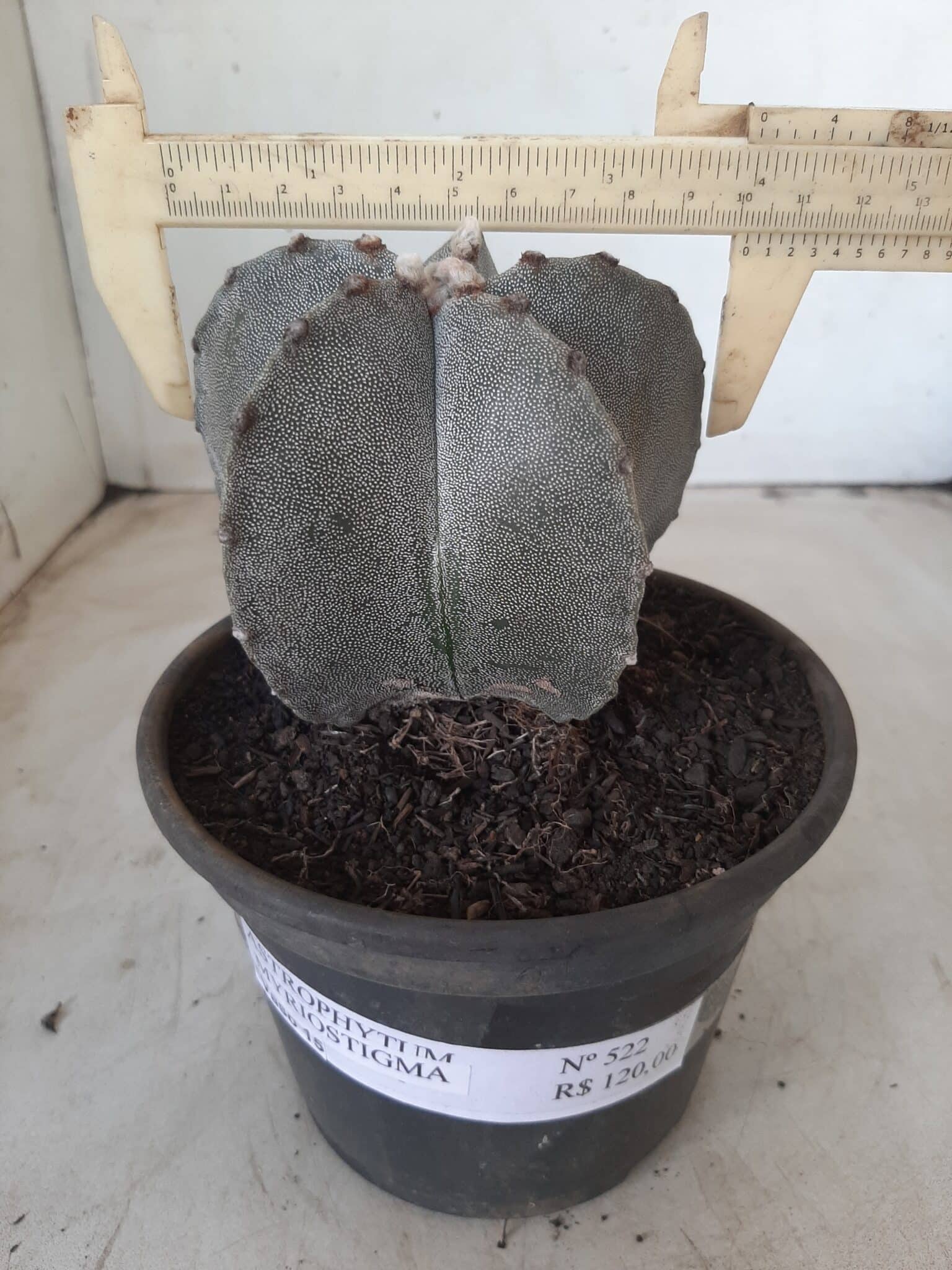 ASTROPHYTUM MYRIOSTIGMA  Nº 522 – vaso 15