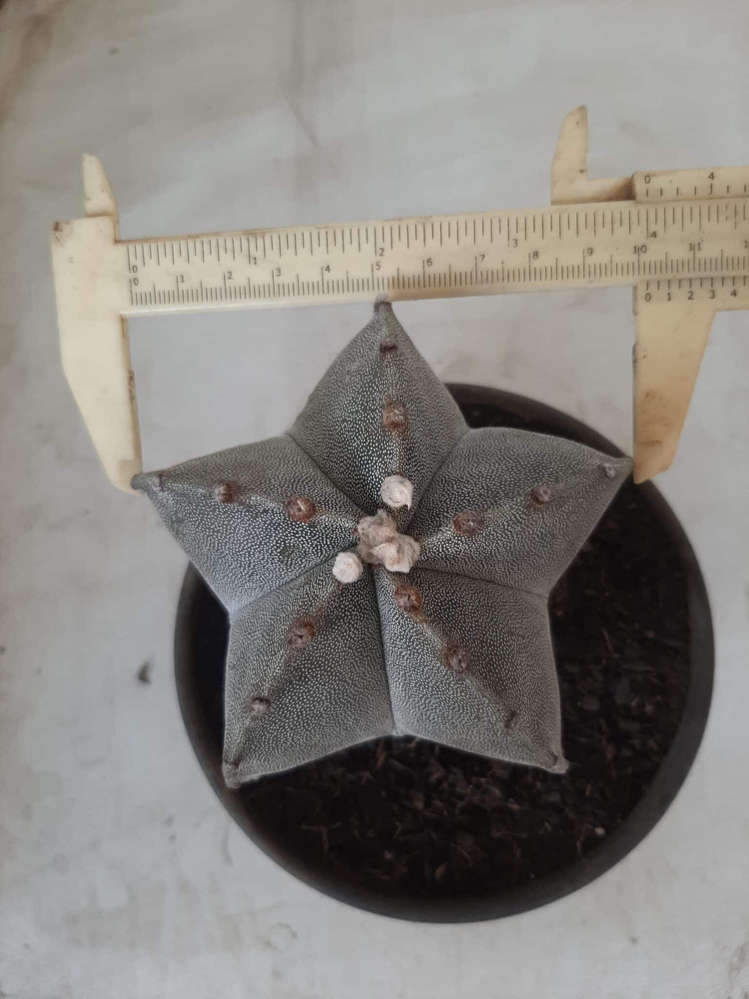 ASTROPHYTUM MYRIOSTIGMA  Nº 522 – vaso 15