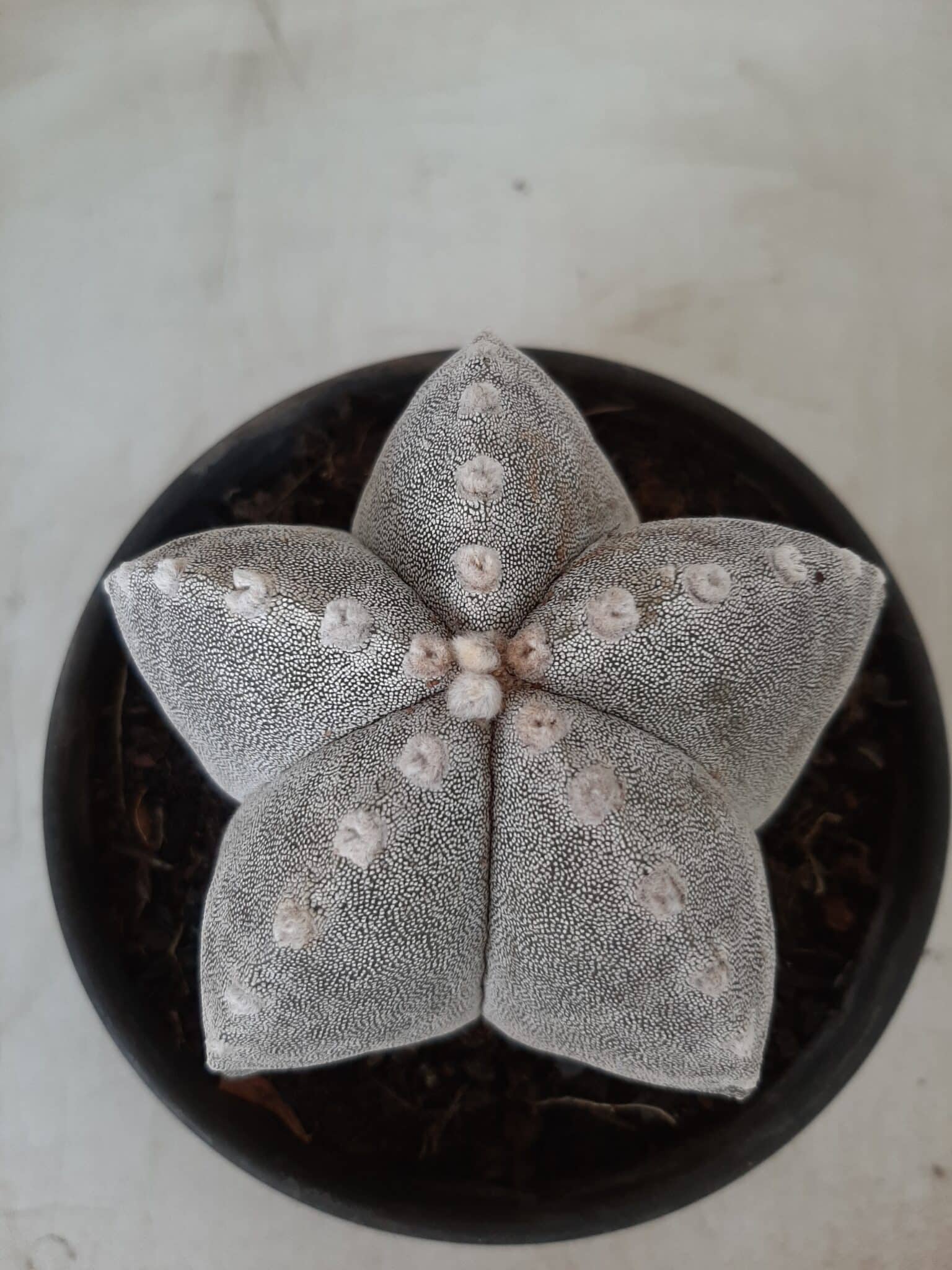 Sementes de cactos ASTROPHYTUM MYRIOSTIGMA - foto 24