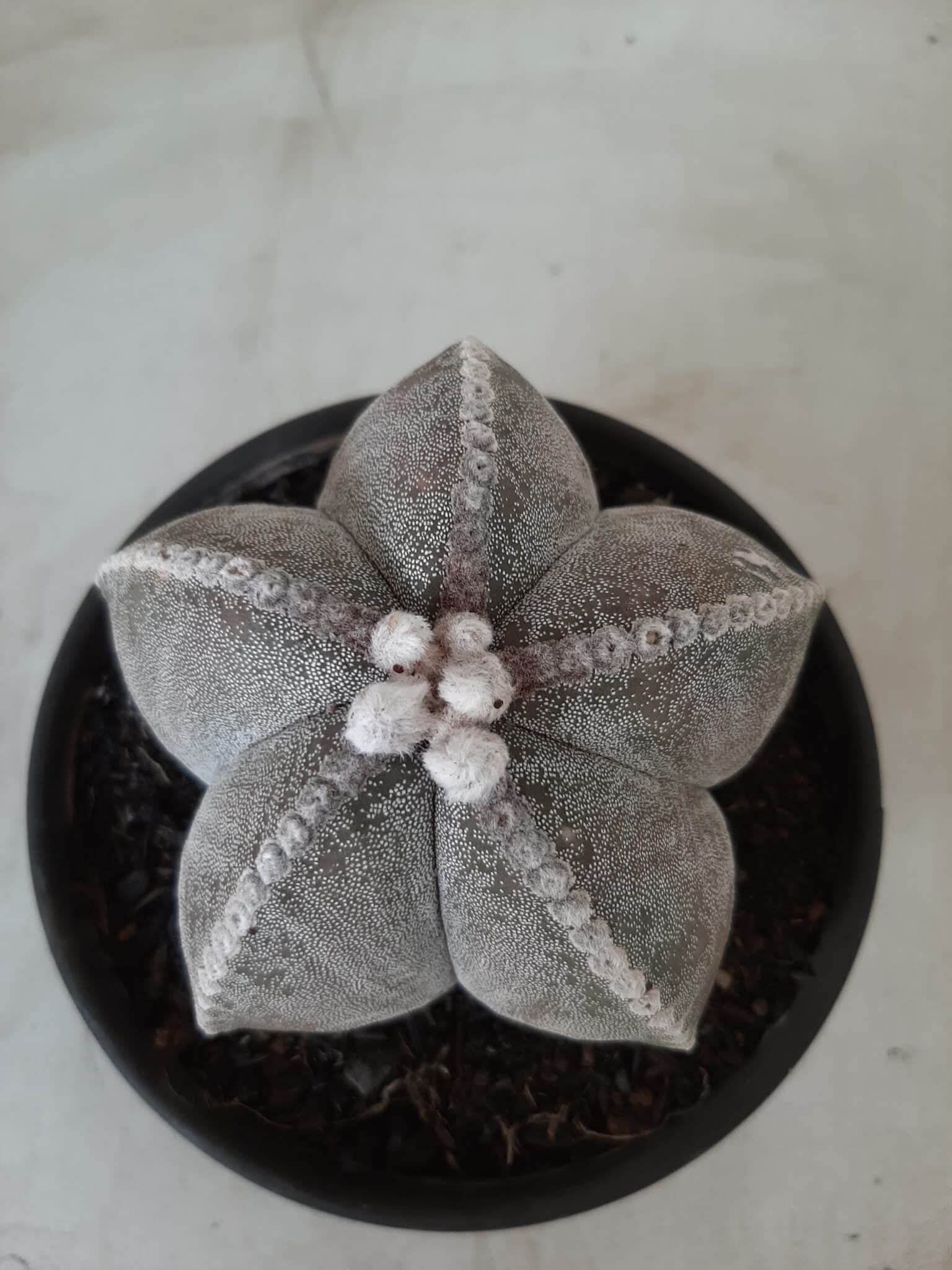 Sementes de cactos ASTROPHYTUM MYRIOSTIGMA - foto 16