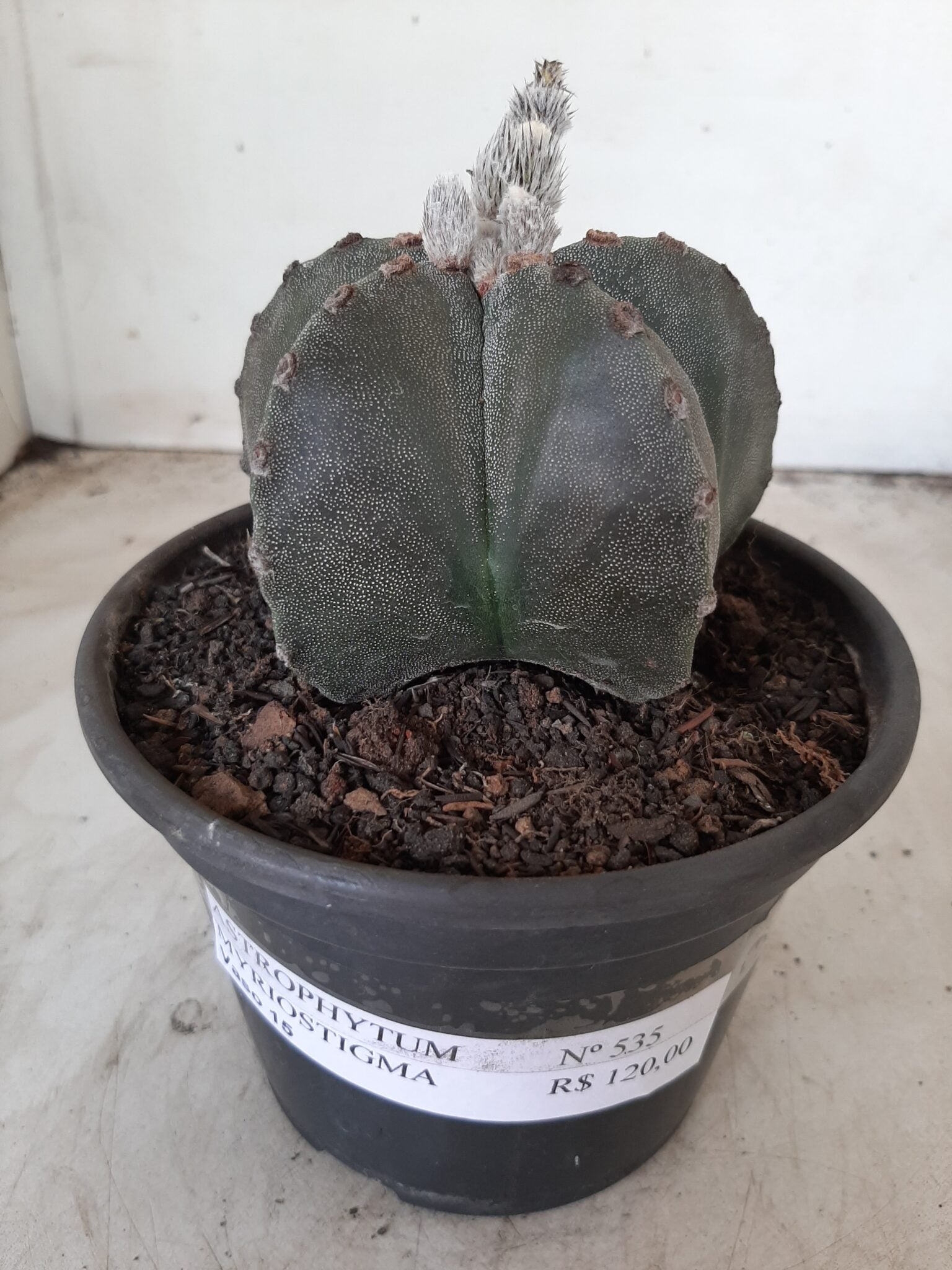 ASTROPHYTUM MYRIOSTIGMA  Nº 535 – vaso 15