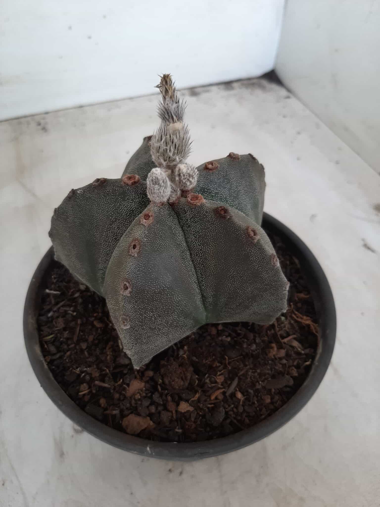 ASTROPHYTUM MYRIOSTIGMA  Nº 535 – vaso 15