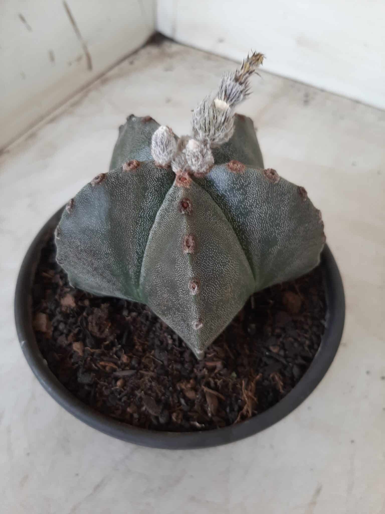 ASTROPHYTUM MYRIOSTIGMA  Nº 535 – vaso 15