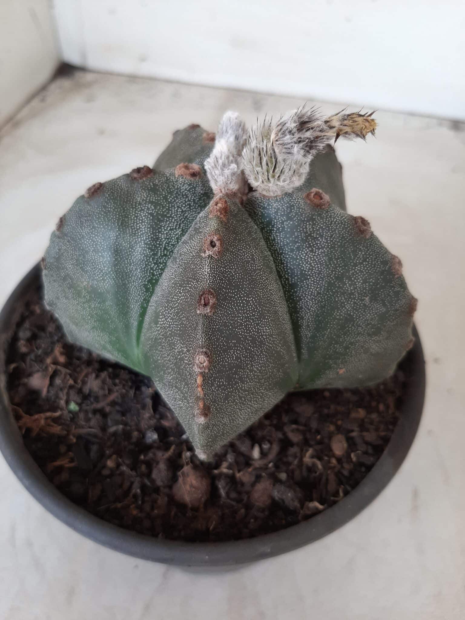 ASTROPHYTUM MYRIOSTIGMA  Nº 535 – vaso 15