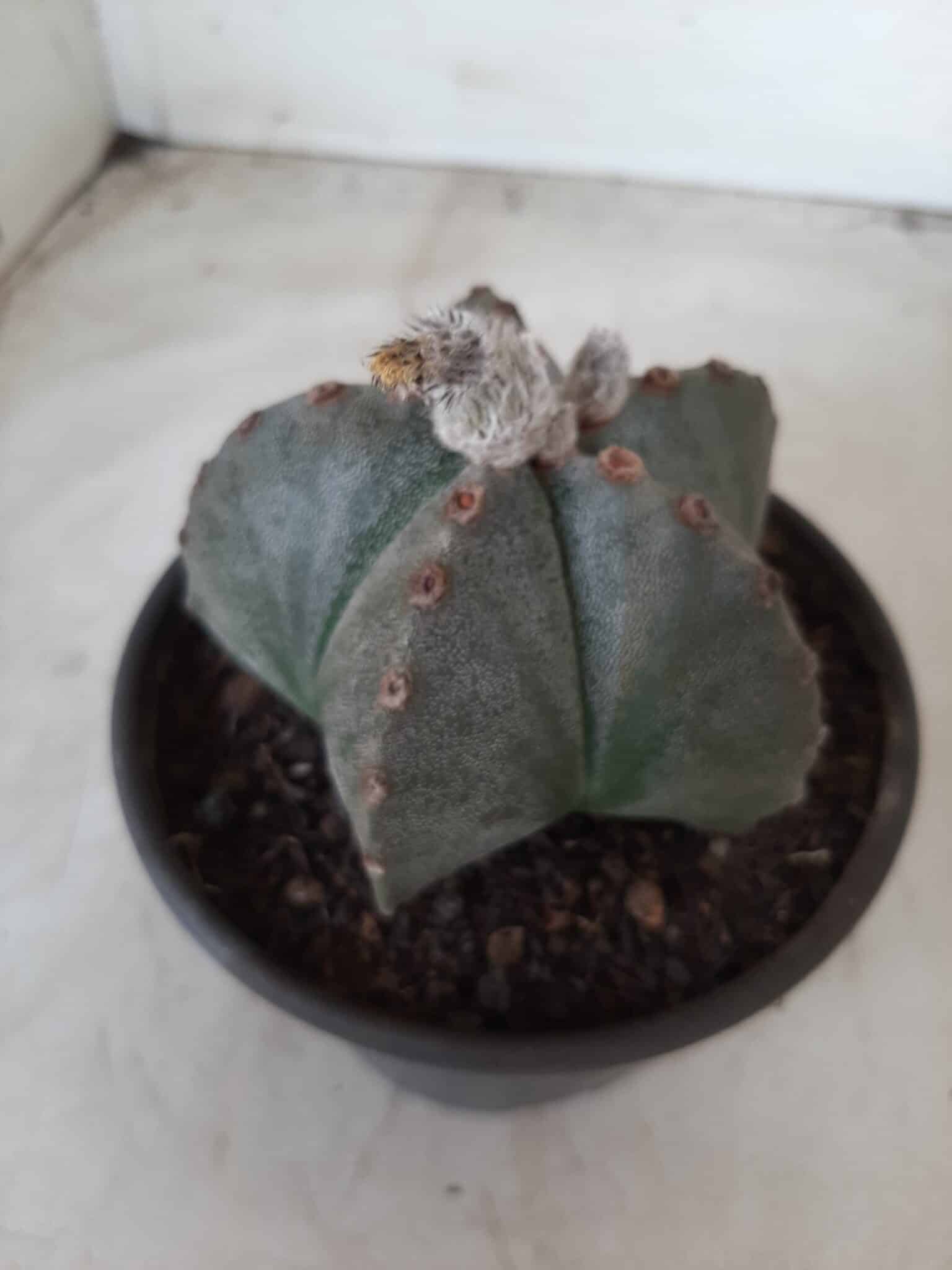 ASTROPHYTUM MYRIOSTIGMA  Nº 535 – vaso 15