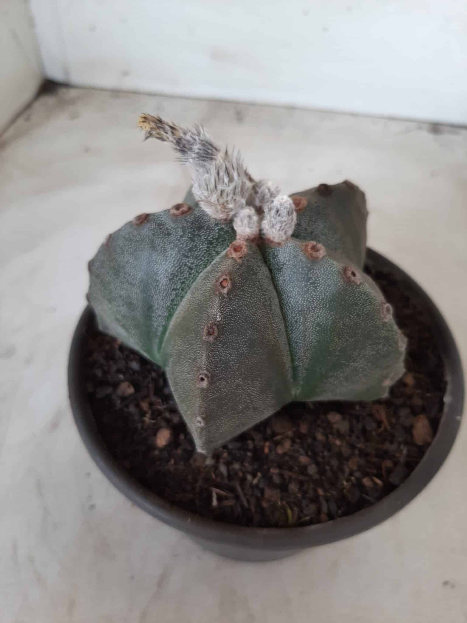 ASTROPHYTUM MYRIOSTIGMA  Nº 535 – vaso 15