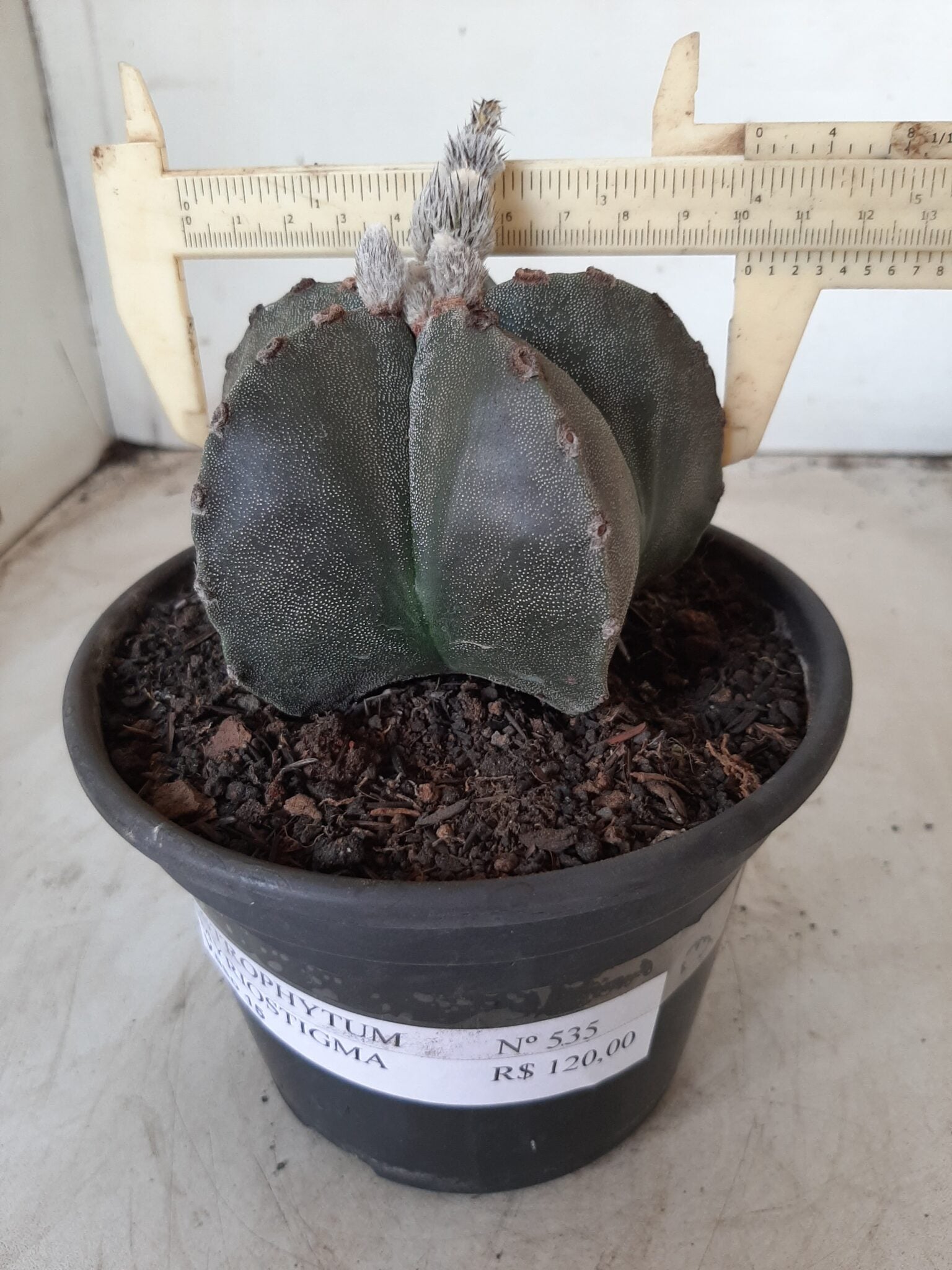 ASTROPHYTUM MYRIOSTIGMA  Nº 535 – vaso 15