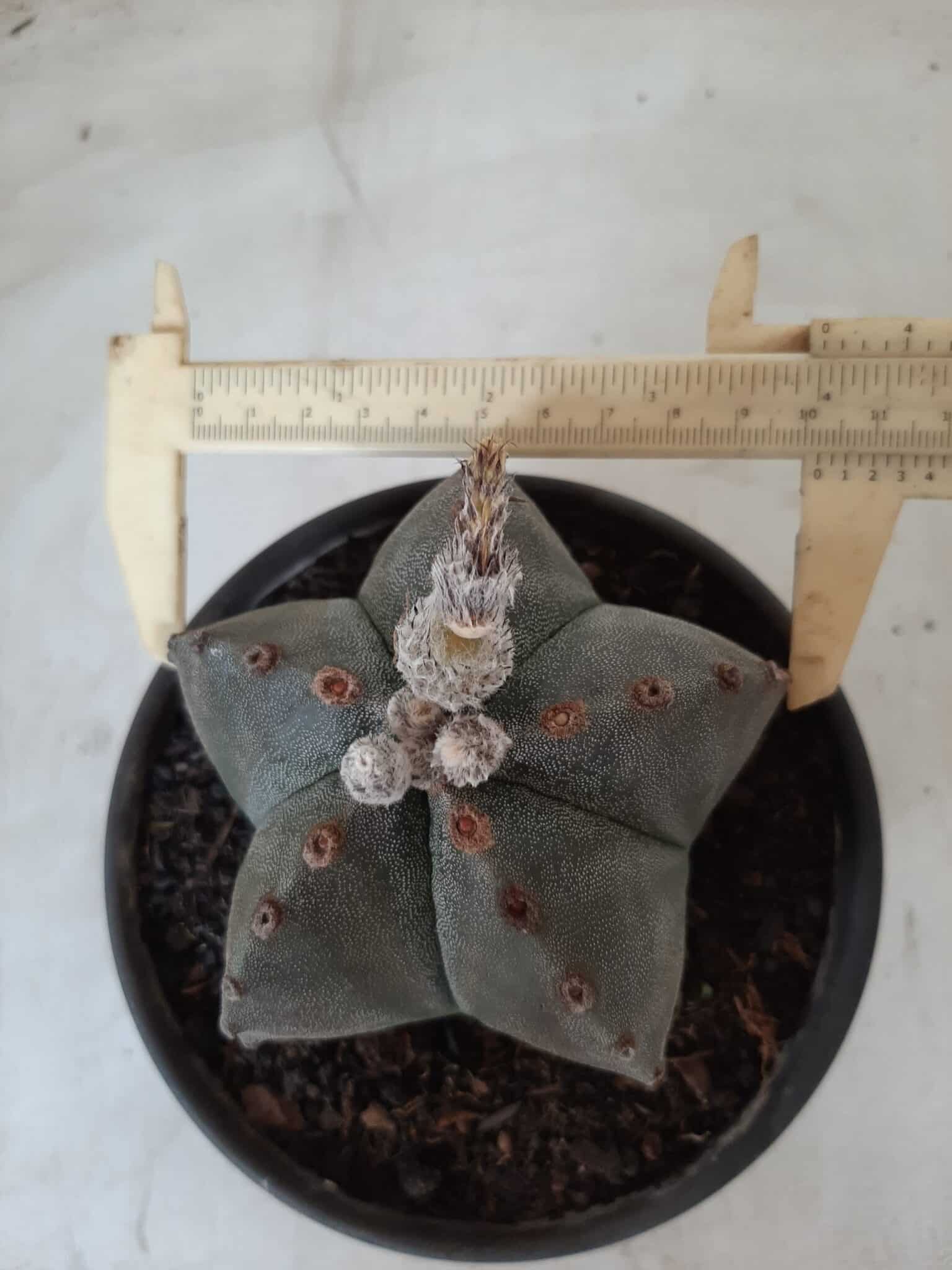 ASTROPHYTUM MYRIOSTIGMA  Nº 535 – vaso 15