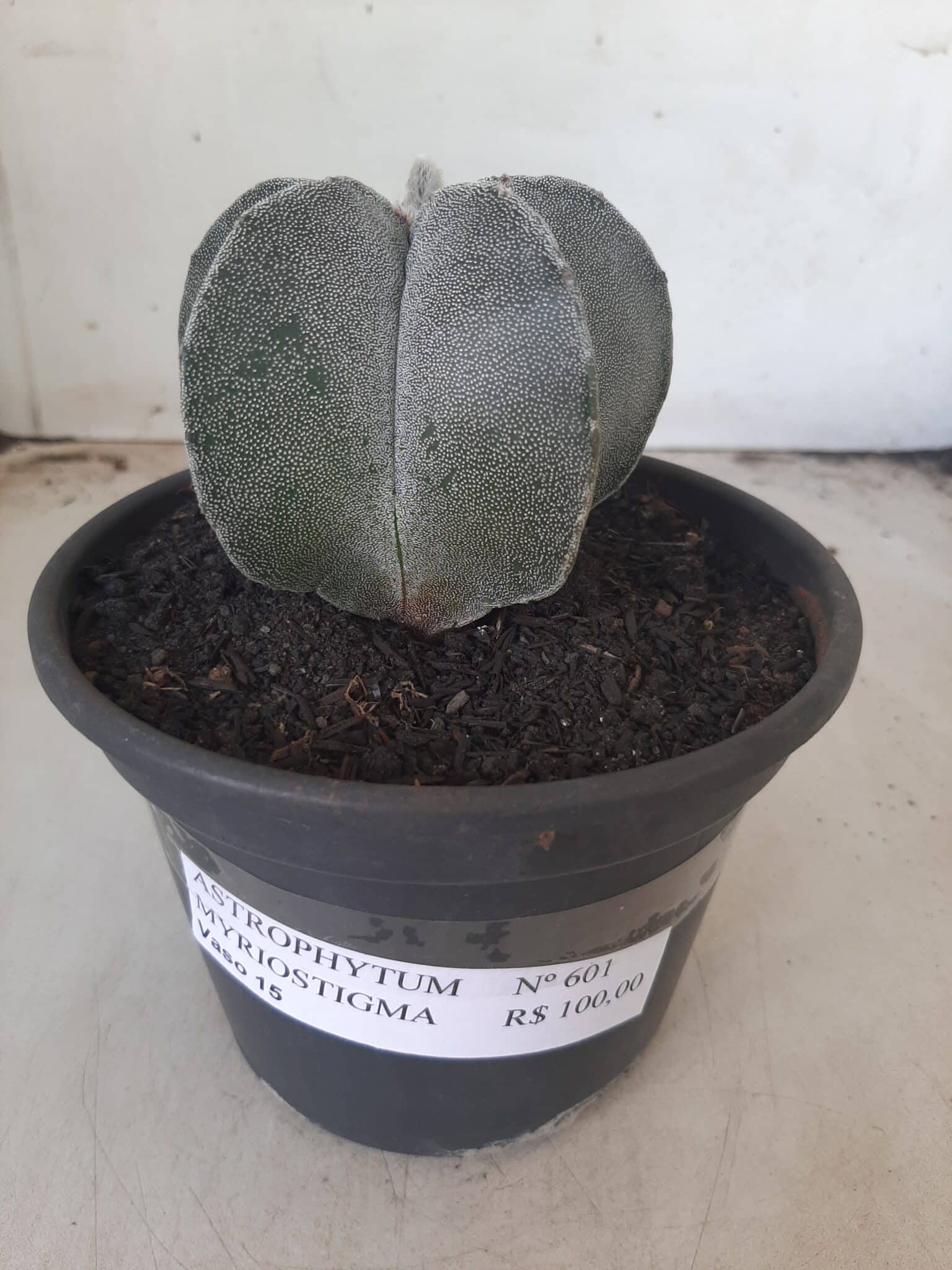 ASTROPHYTUM MYRIOSTIGMA  Nº 601 – vaso 15