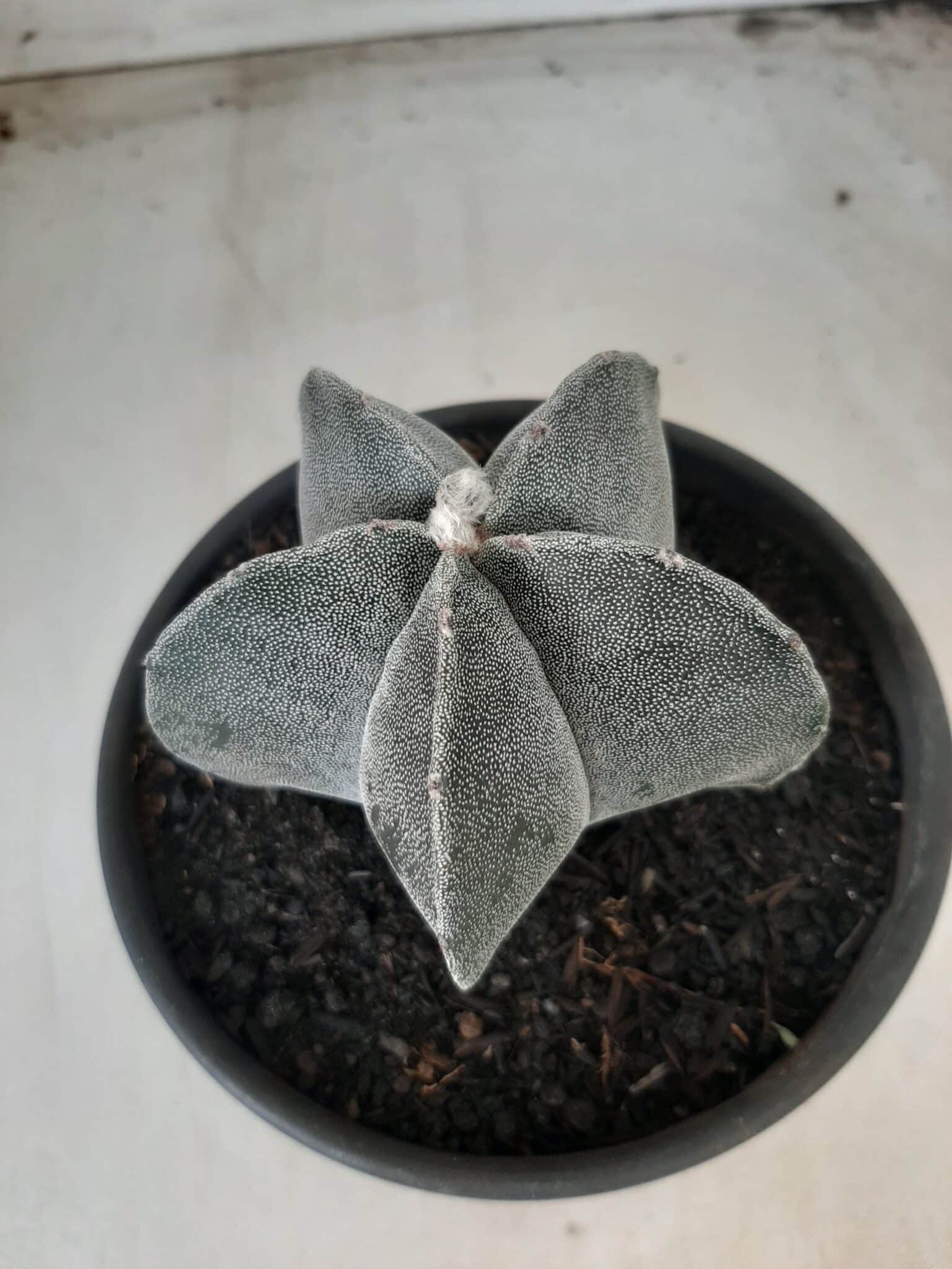ASTROPHYTUM MYRIOSTIGMA  Nº 601 – vaso 15