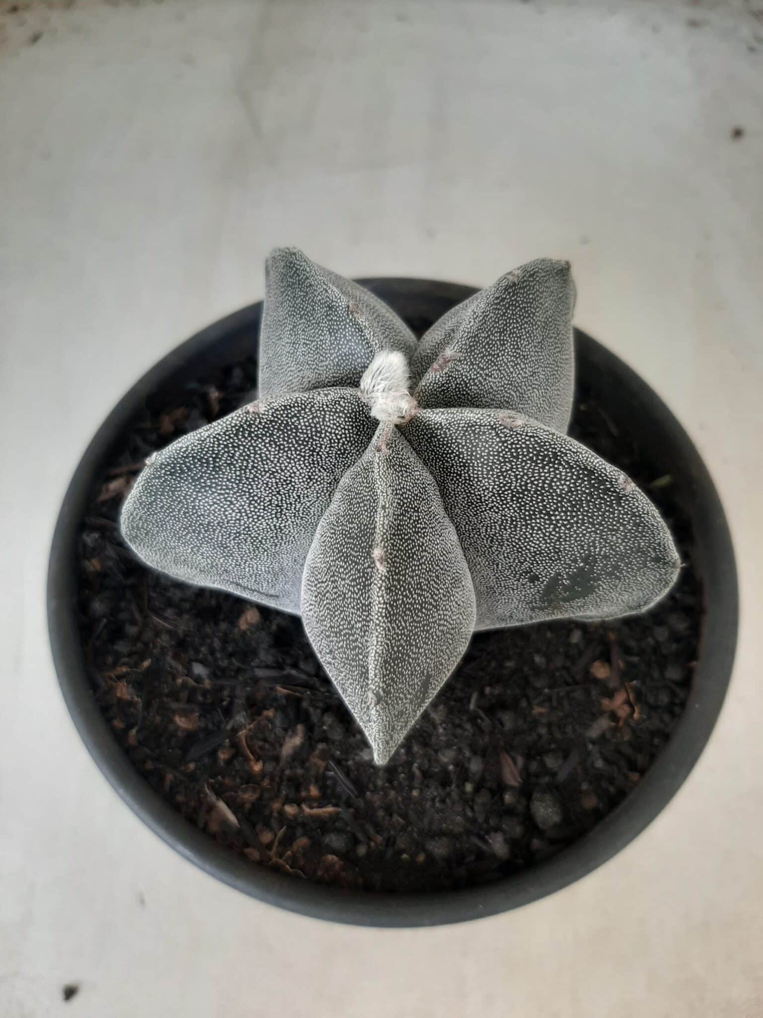 ASTROPHYTUM MYRIOSTIGMA  Nº 601 – vaso 15