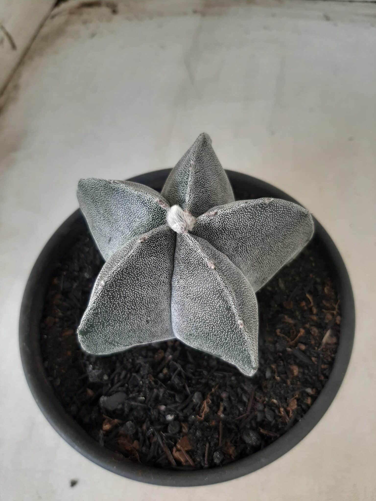 ASTROPHYTUM MYRIOSTIGMA  Nº 601 – vaso 15