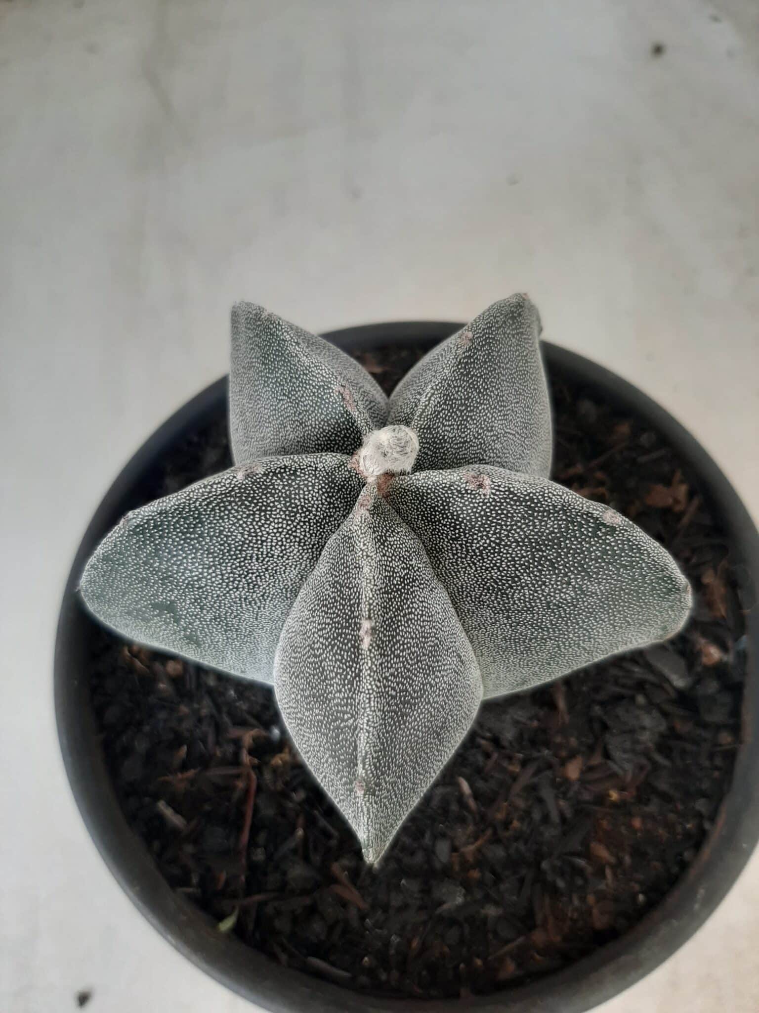 ASTROPHYTUM MYRIOSTIGMA  Nº 601 – vaso 15