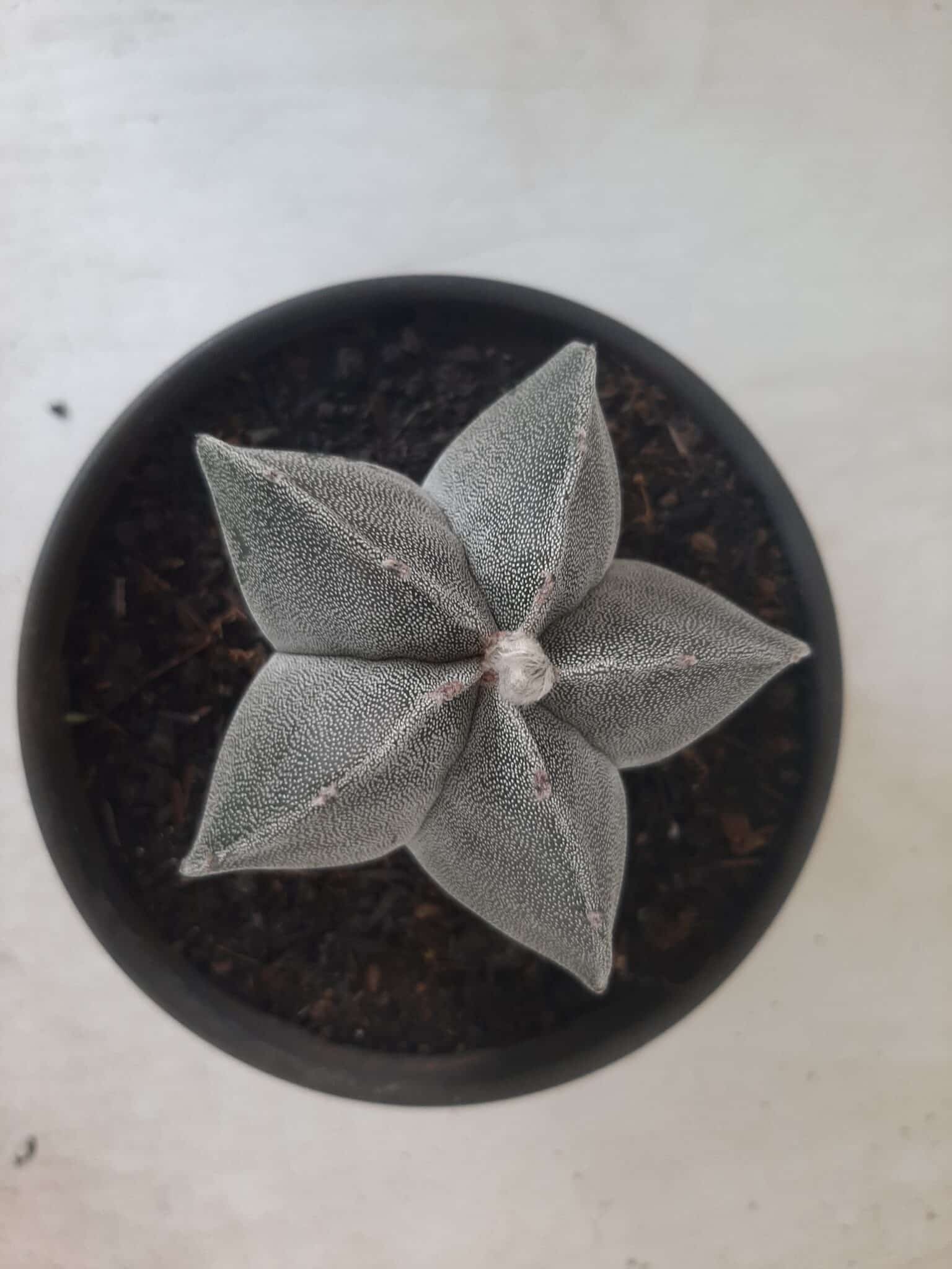 ASTROPHYTUM MYRIOSTIGMA  Nº 601 – vaso 15