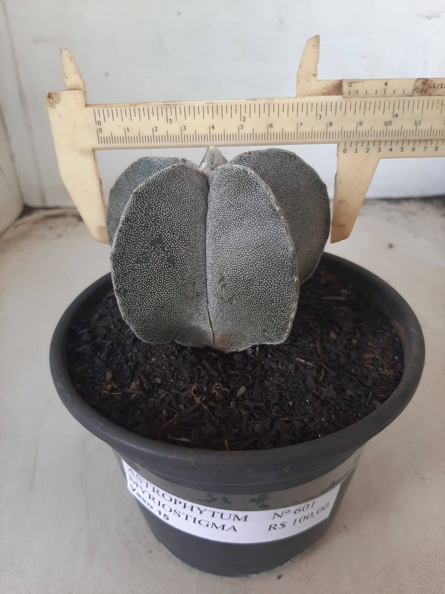 ASTROPHYTUM MYRIOSTIGMA  Nº 601 – vaso 15