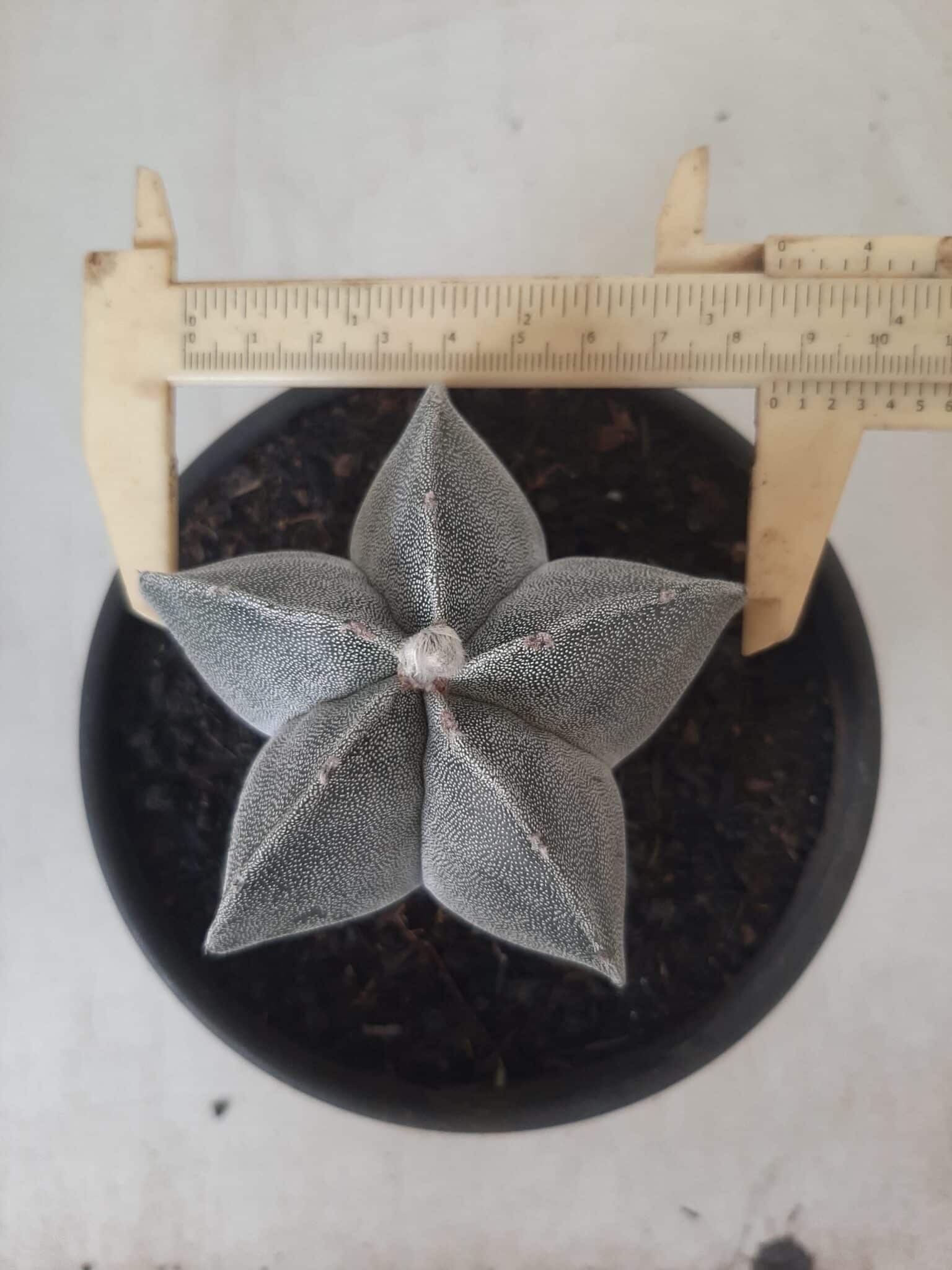 ASTROPHYTUM MYRIOSTIGMA  Nº 601 – vaso 15