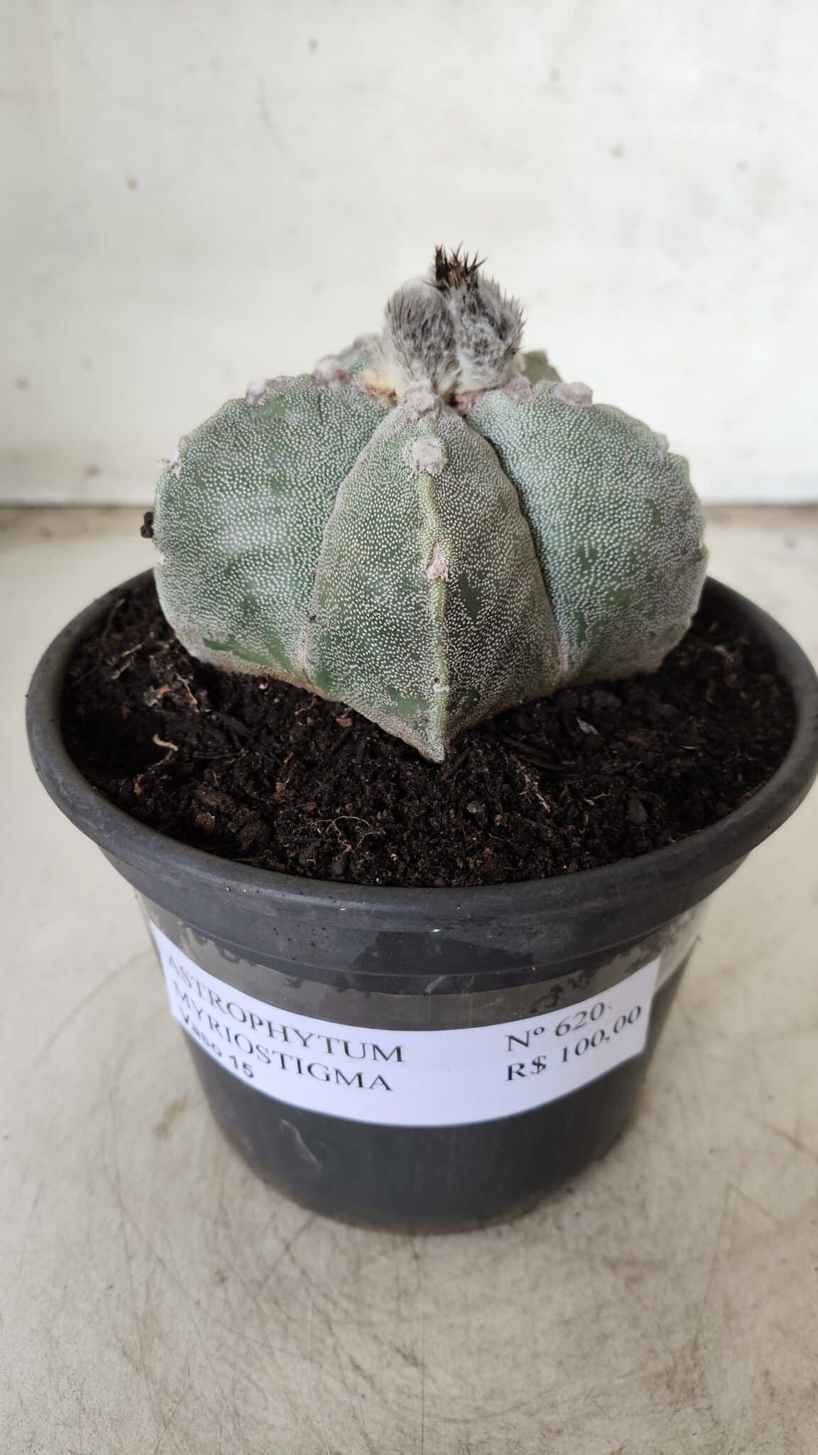 ASTROPHYTUM MYRIOSTIGMA Nº 620 – vaso 15