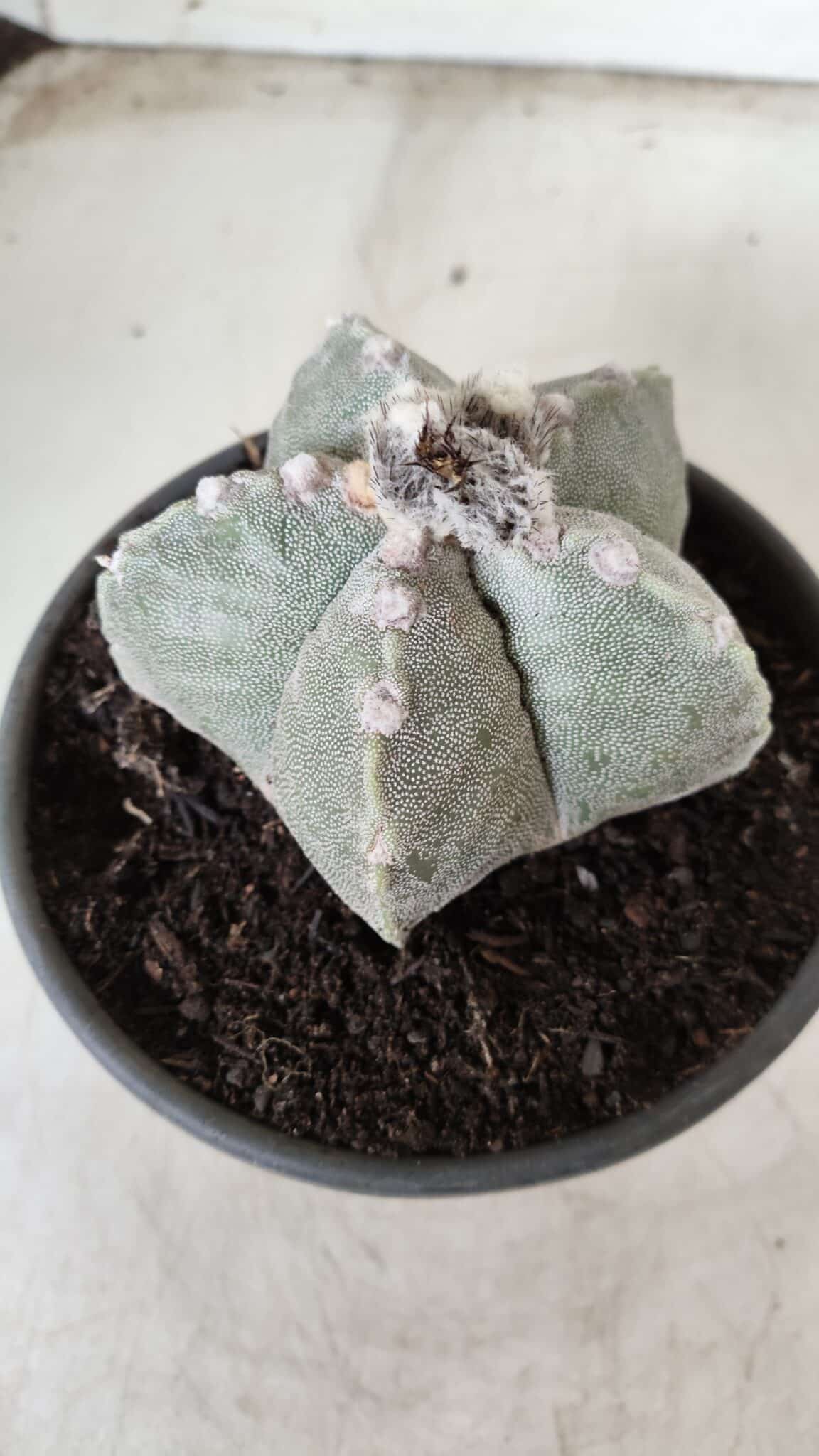 ASTROPHYTUM MYRIOSTIGMA Nº 620 – vaso 15