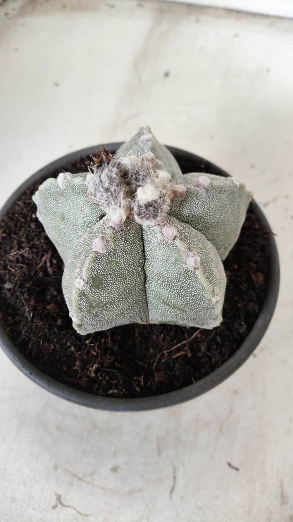 ASTROPHYTUM MYRIOSTIGMA Nº 620 – vaso 15