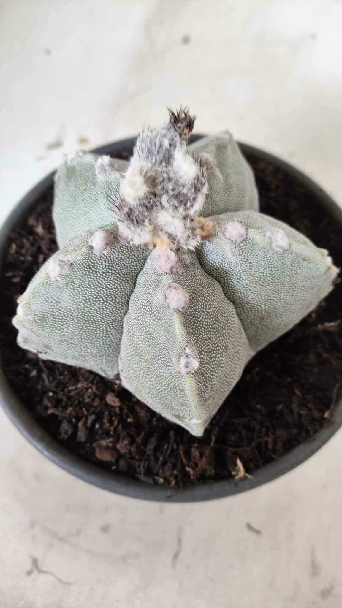 ASTROPHYTUM MYRIOSTIGMA Nº 620 – vaso 15