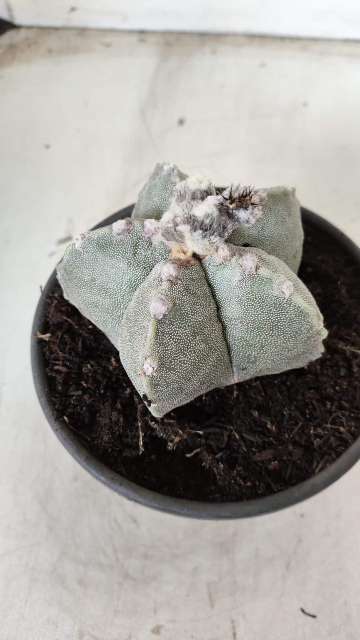 ASTROPHYTUM MYRIOSTIGMA Nº 620 – vaso 15