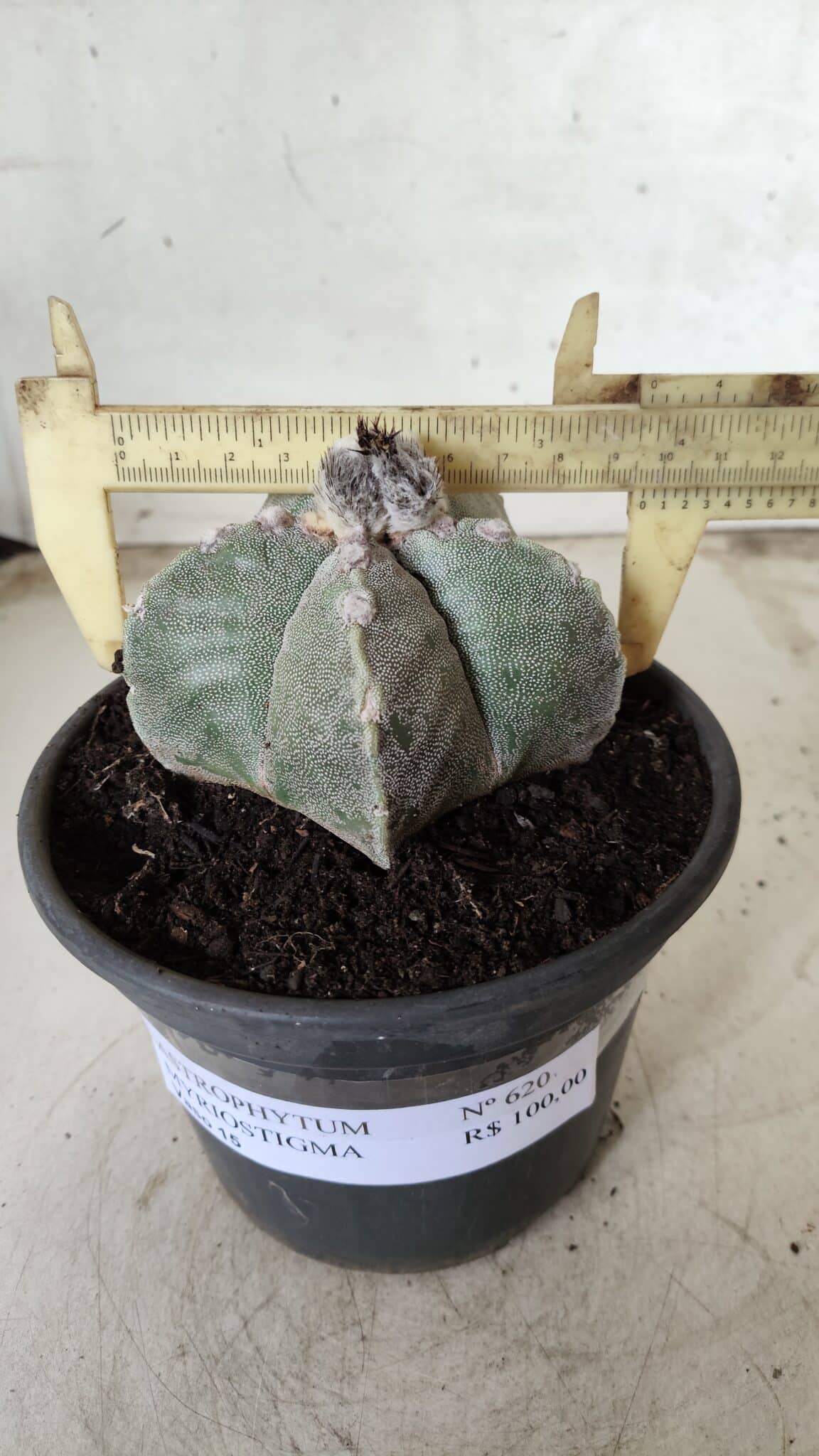 ASTROPHYTUM MYRIOSTIGMA Nº 620 – vaso 15