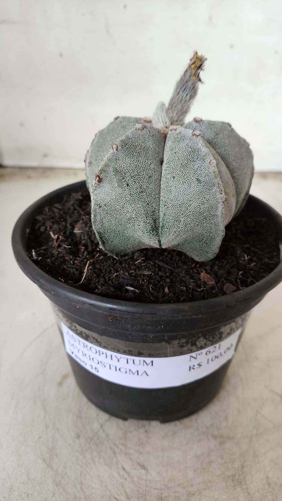 ASTROPHYTUM MYRIOSTIGMA Nº 621 – vaso 15