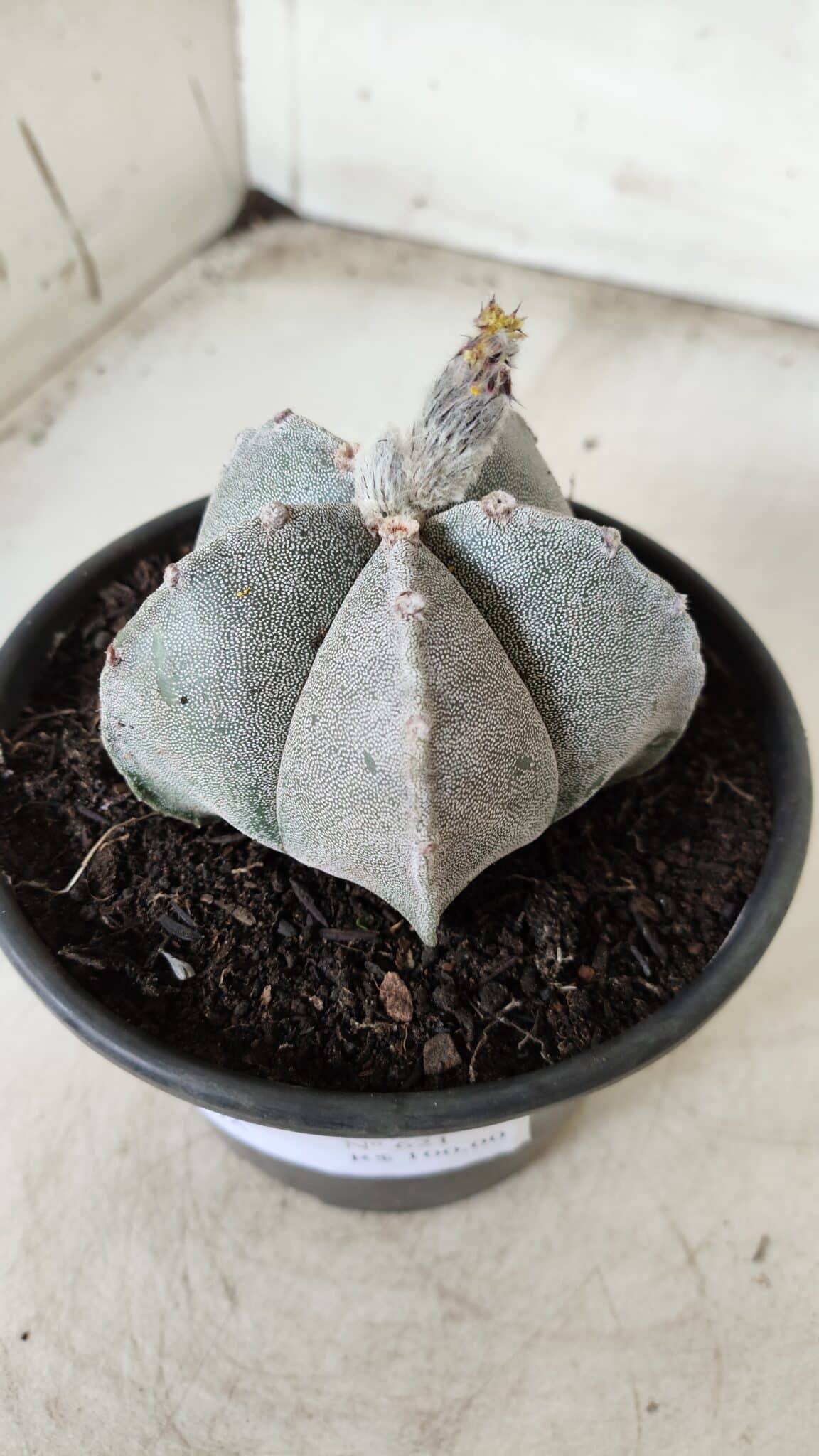 ASTROPHYTUM MYRIOSTIGMA Nº 621 – vaso 15