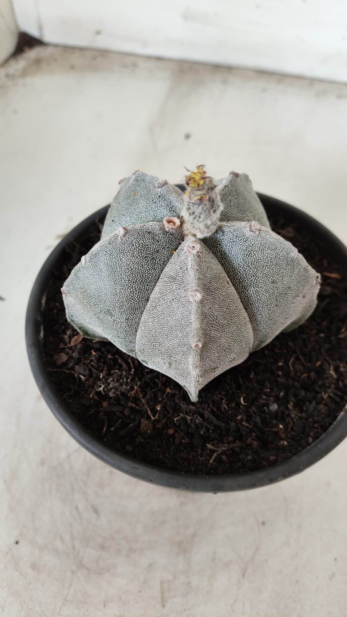 ASTROPHYTUM MYRIOSTIGMA Nº 621 – vaso 15