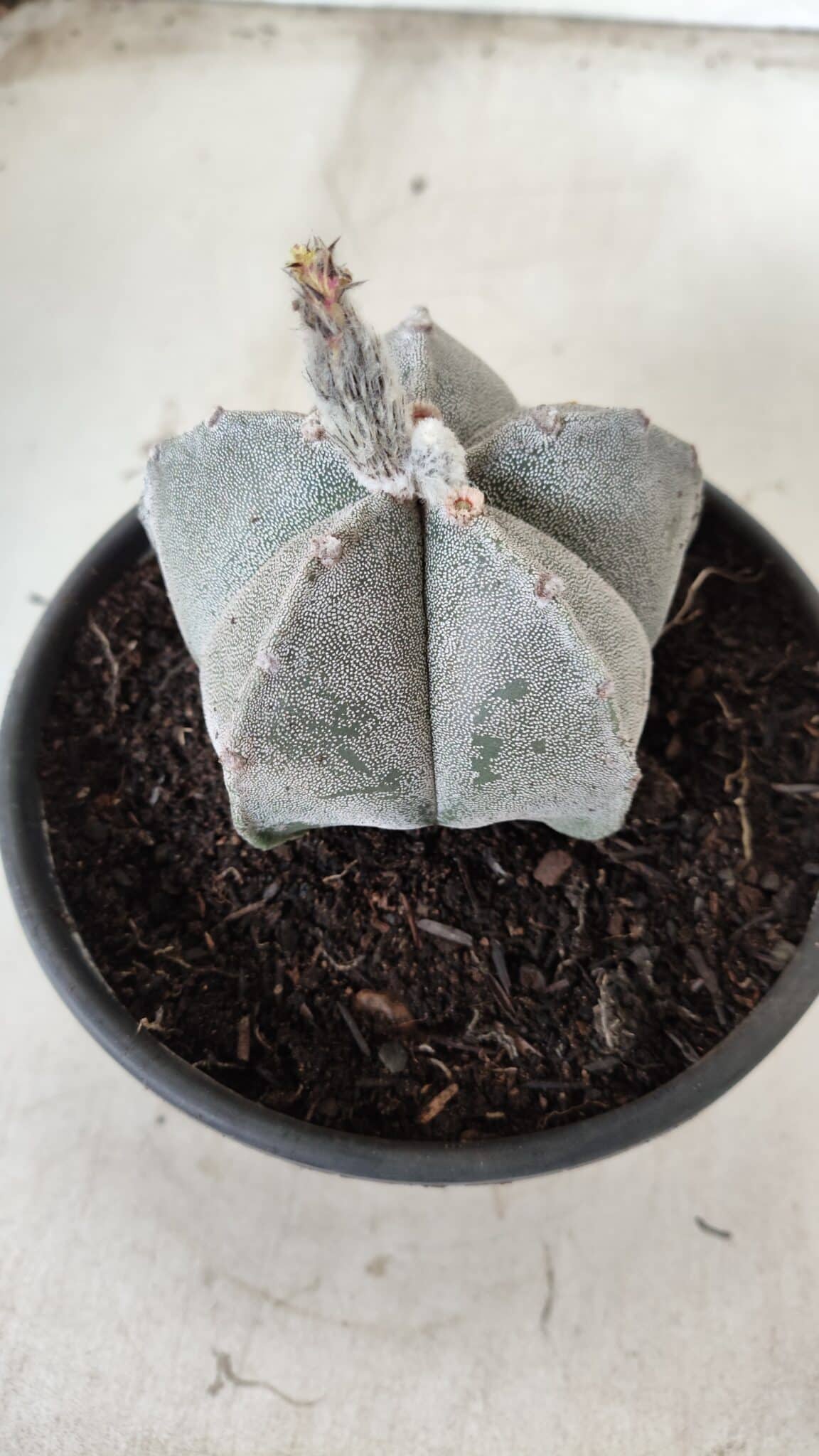 ASTROPHYTUM MYRIOSTIGMA Nº 621 – vaso 15
